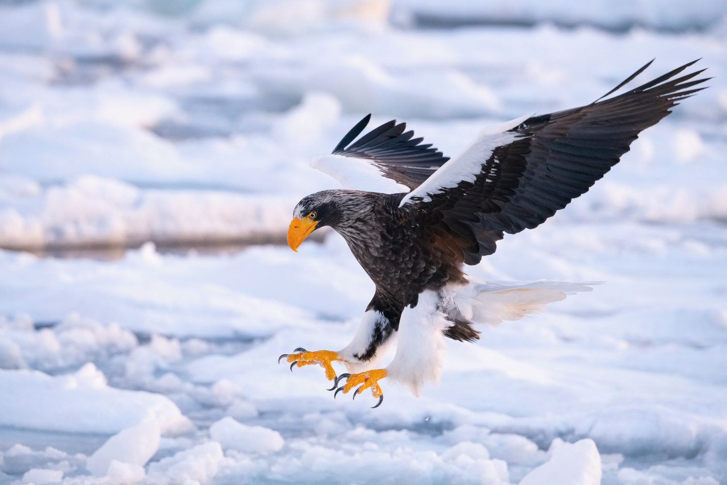 orel východní (Haliaeetus pelagicus) Steller´s sea eagle