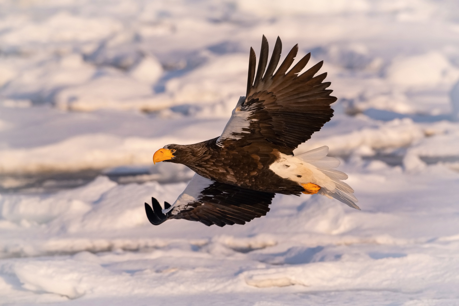 orel východní (Haliaeetus pelagicus) Steller´s sea eagle