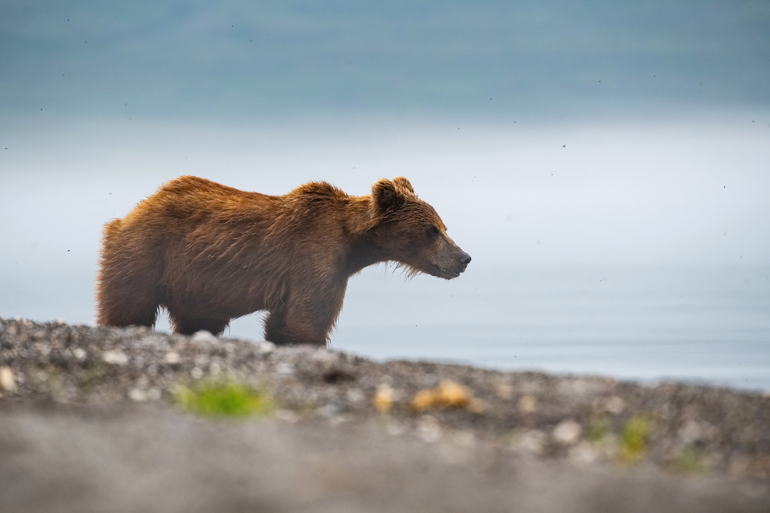 medvěd hnědý kamčatský (Ursus arctos beringianus) Kamchatka brown bear