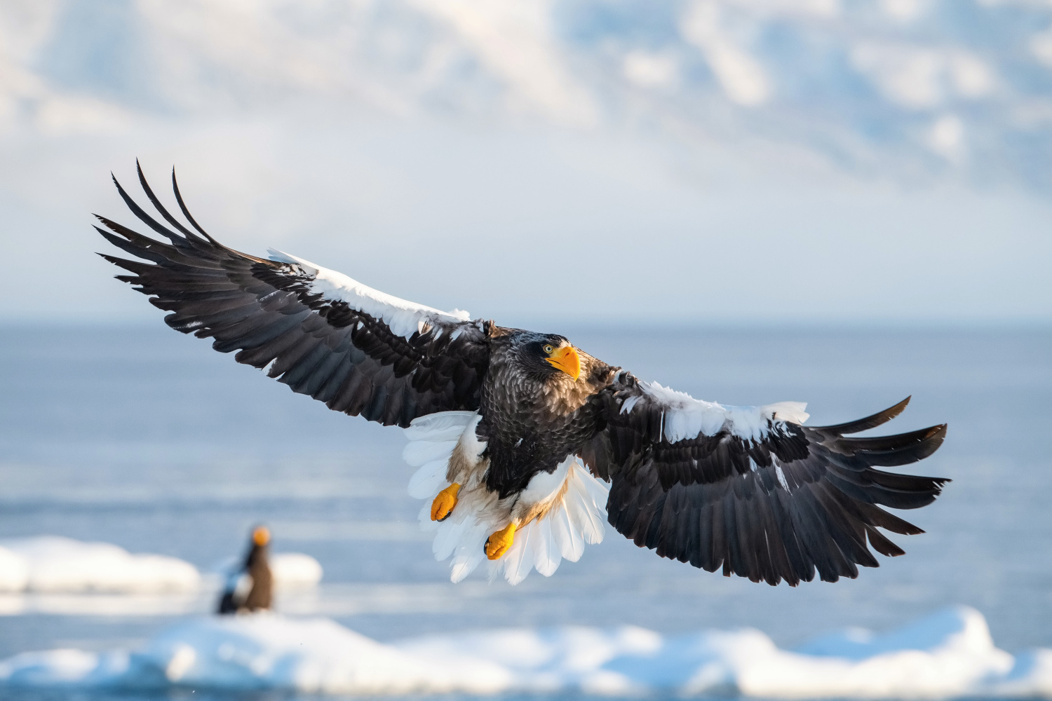 orel východní (Haliaeetus pelagicus) Steller´s sea eagle