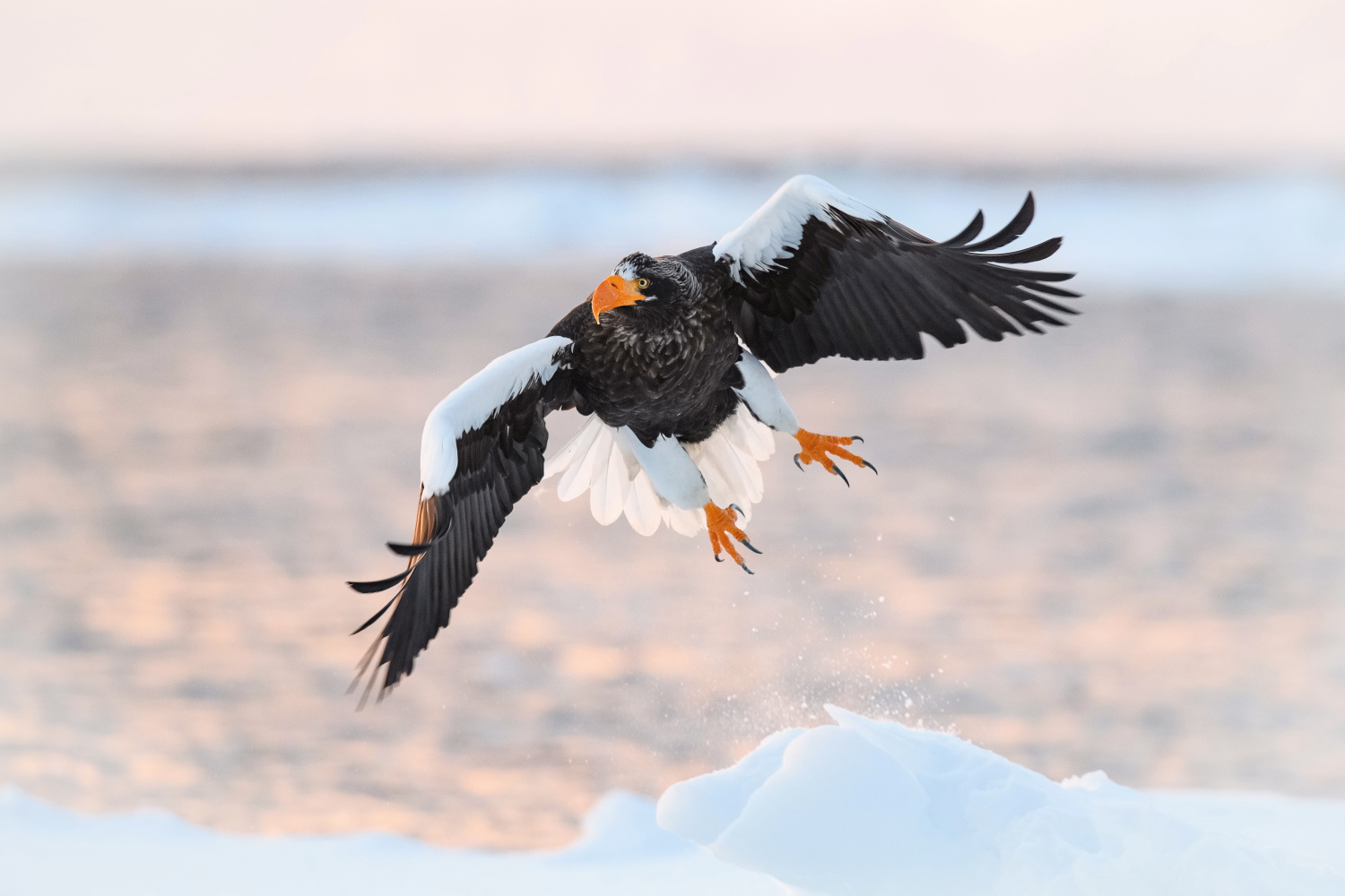 orel východní (Haliaeetus pelagicus) Steller´s sea eagle