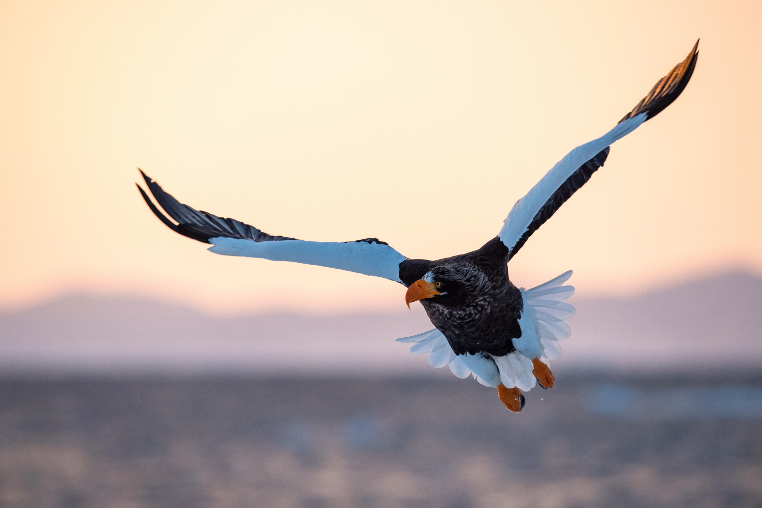 orel východní (Haliaeetus pelagicus) Steller´s sea eagle