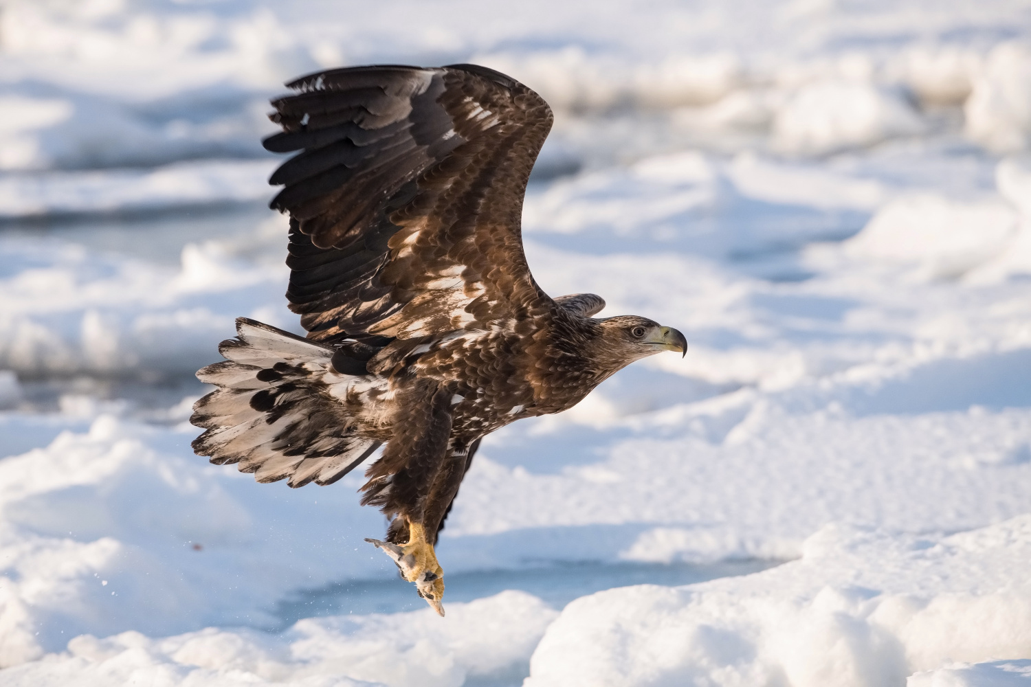 orel mořský (Haliaeetus albicilla) White-tailed eagle