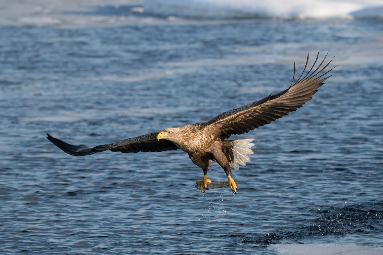 orel mořský (Haliaeetus albicilla) White-tailed eagle