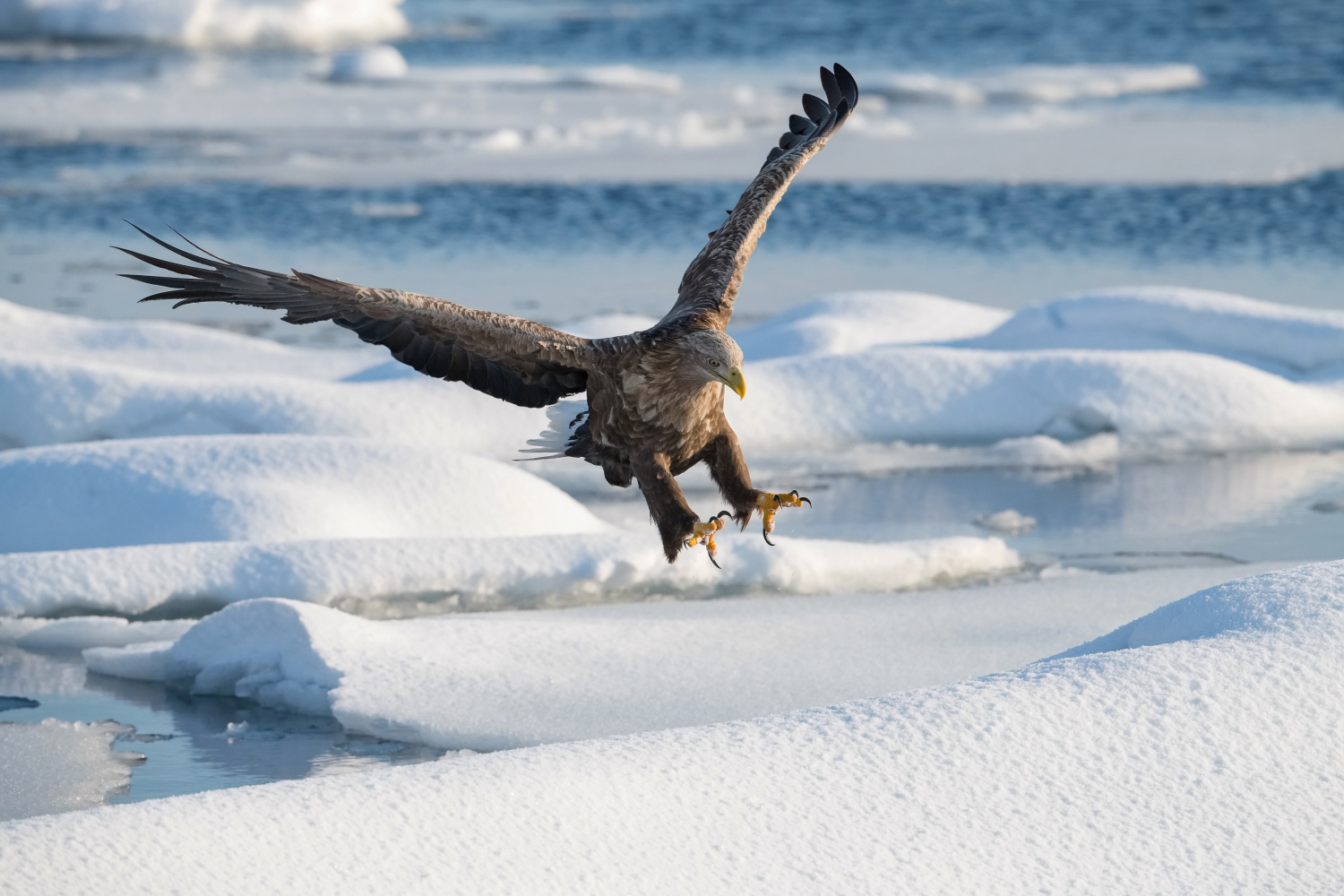 orel mořský (Haliaeetus albicilla) White-tailed eagle