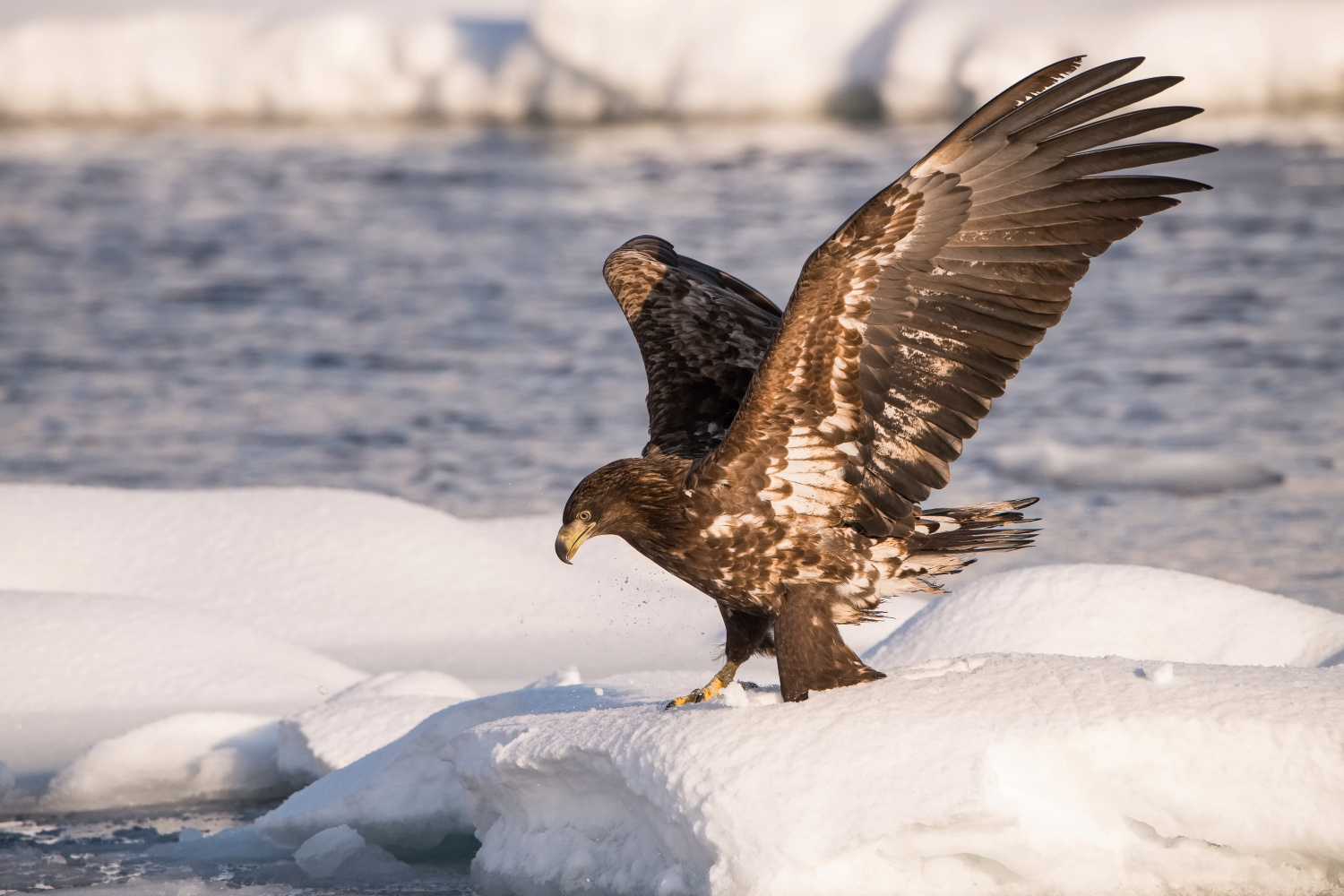 orel mořský (Haliaeetus albicilla) White-tailed eagle