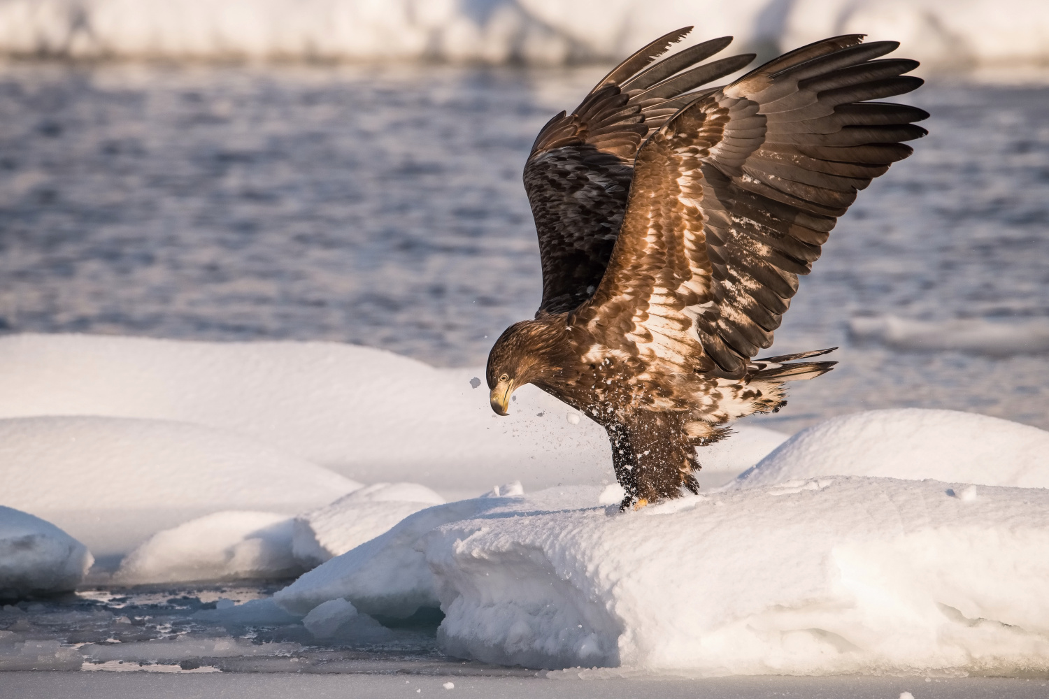 orel mořský (Haliaeetus albicilla) White-tailed eagle