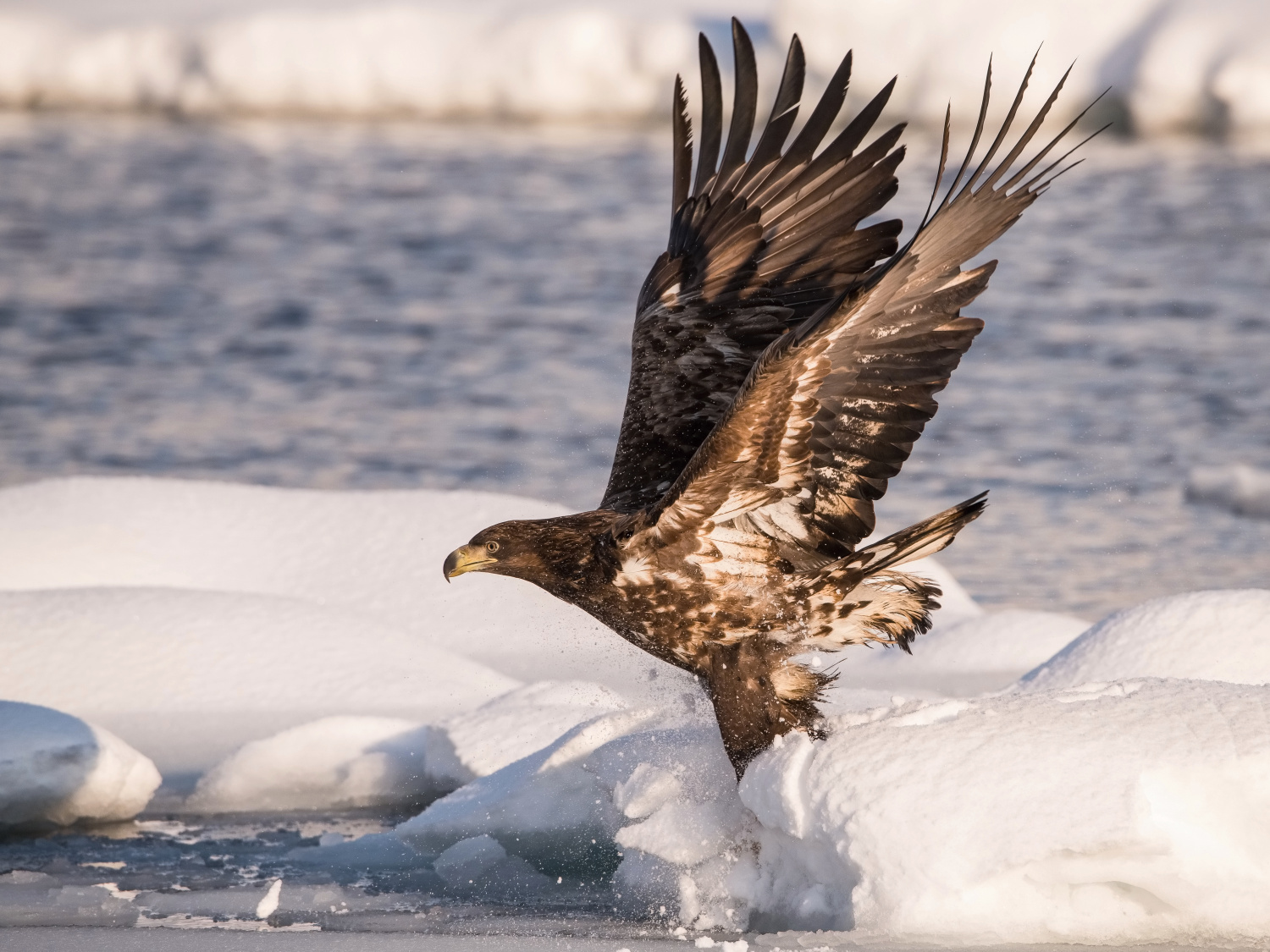 orel mořský (Haliaeetus albicilla) White-tailed eagle