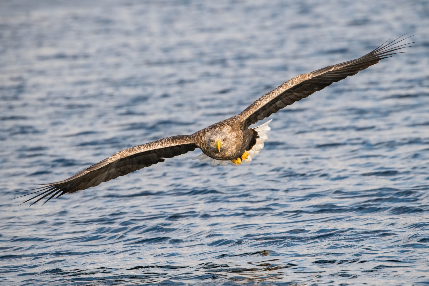 orel mořský (Haliaeetus albicilla) White-tailed eagle