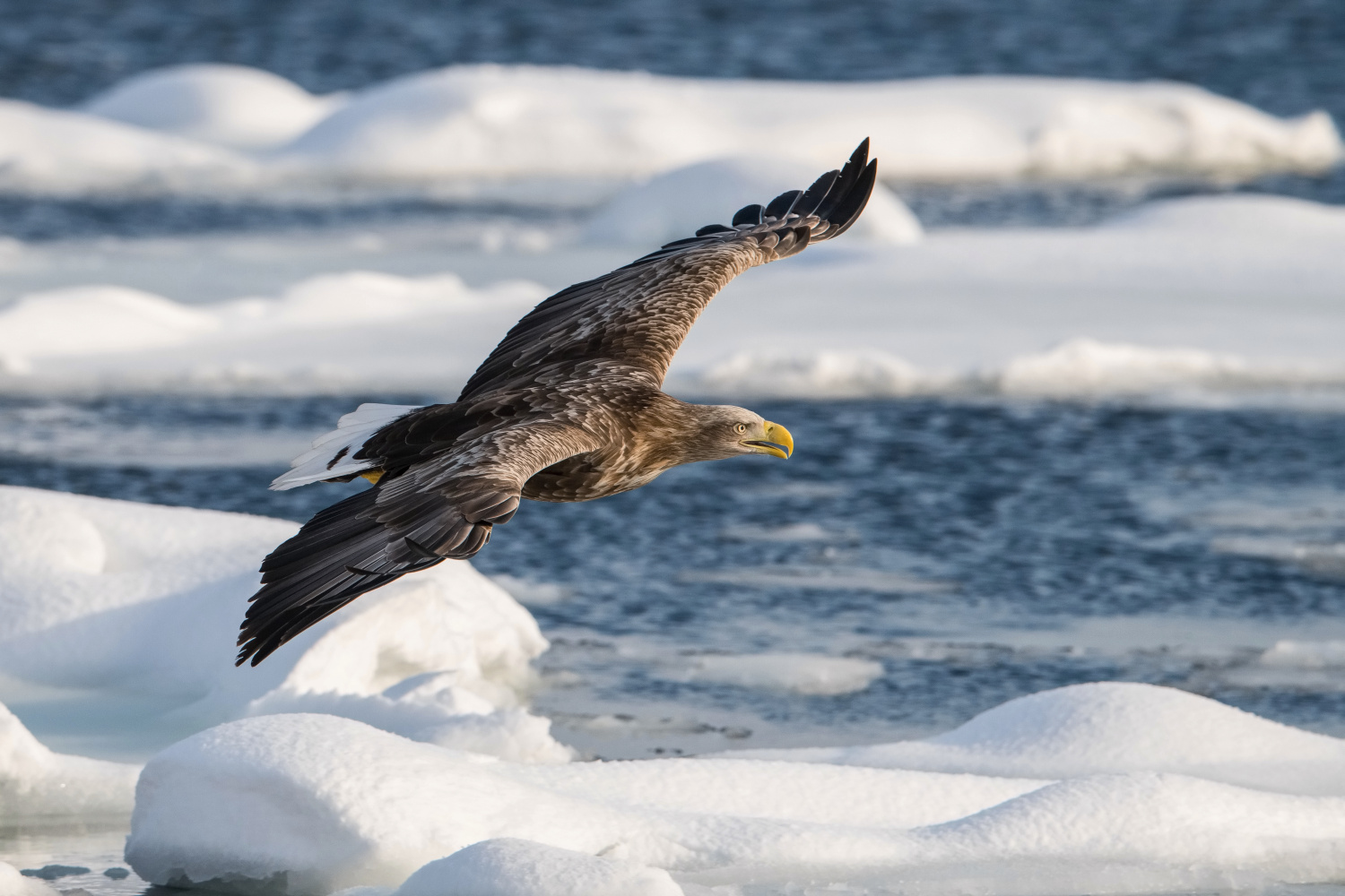 orel mořský (Haliaeetus albicilla) White-tailed eagle