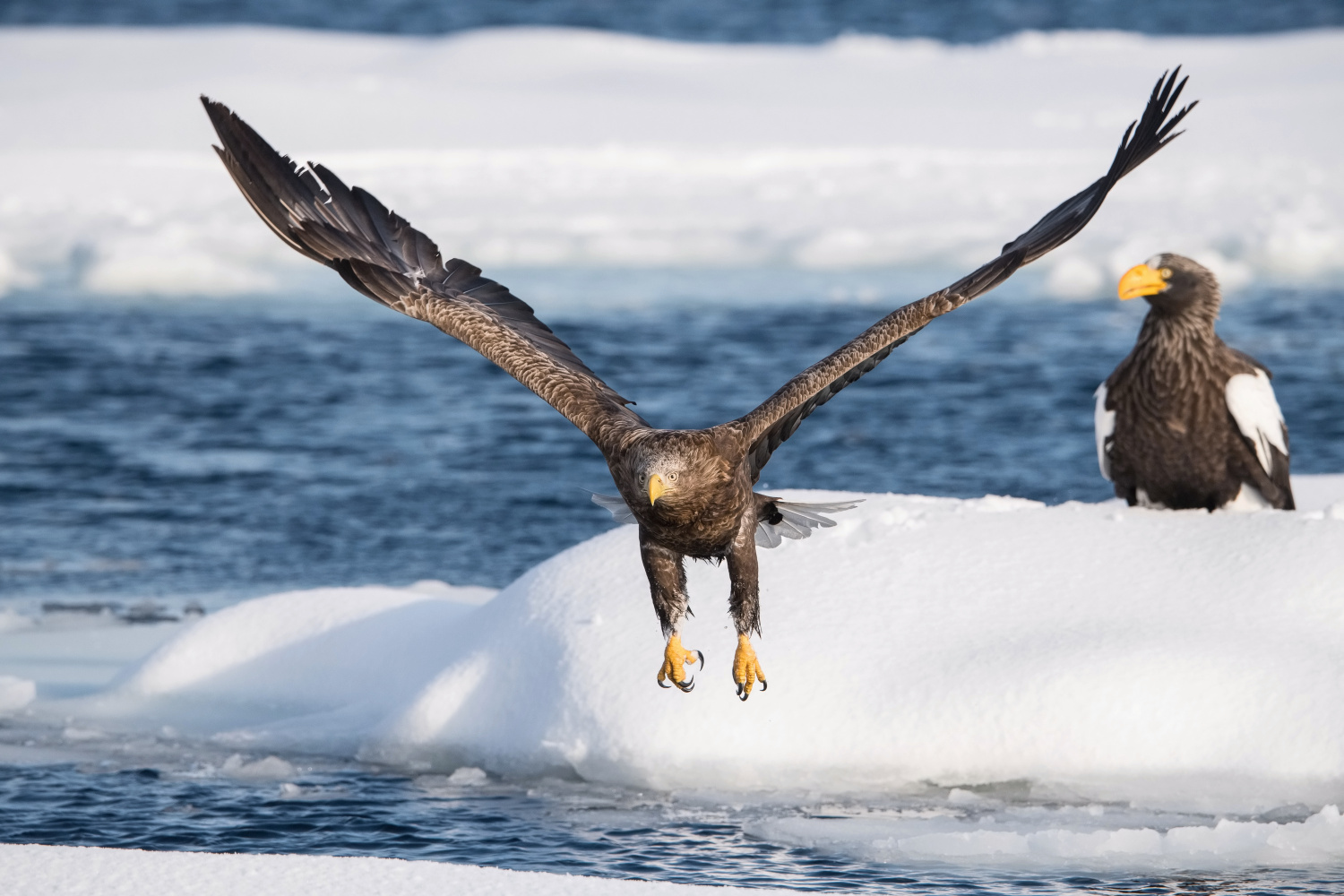 orel mořský (Haliaeetus albicilla) White-tailed eagle