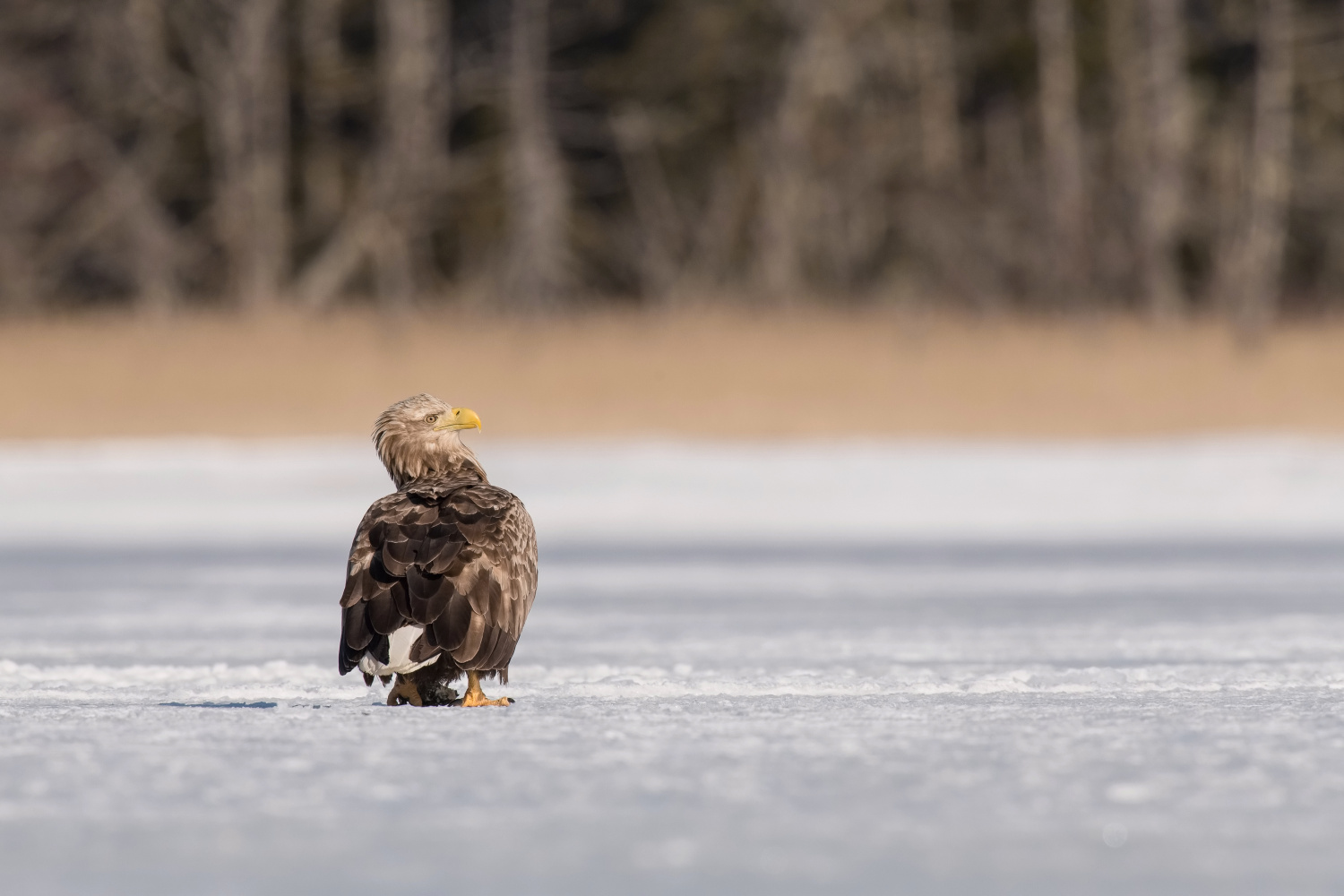 orel mořský (Haliaeetus albicilla) White-tailed eagle