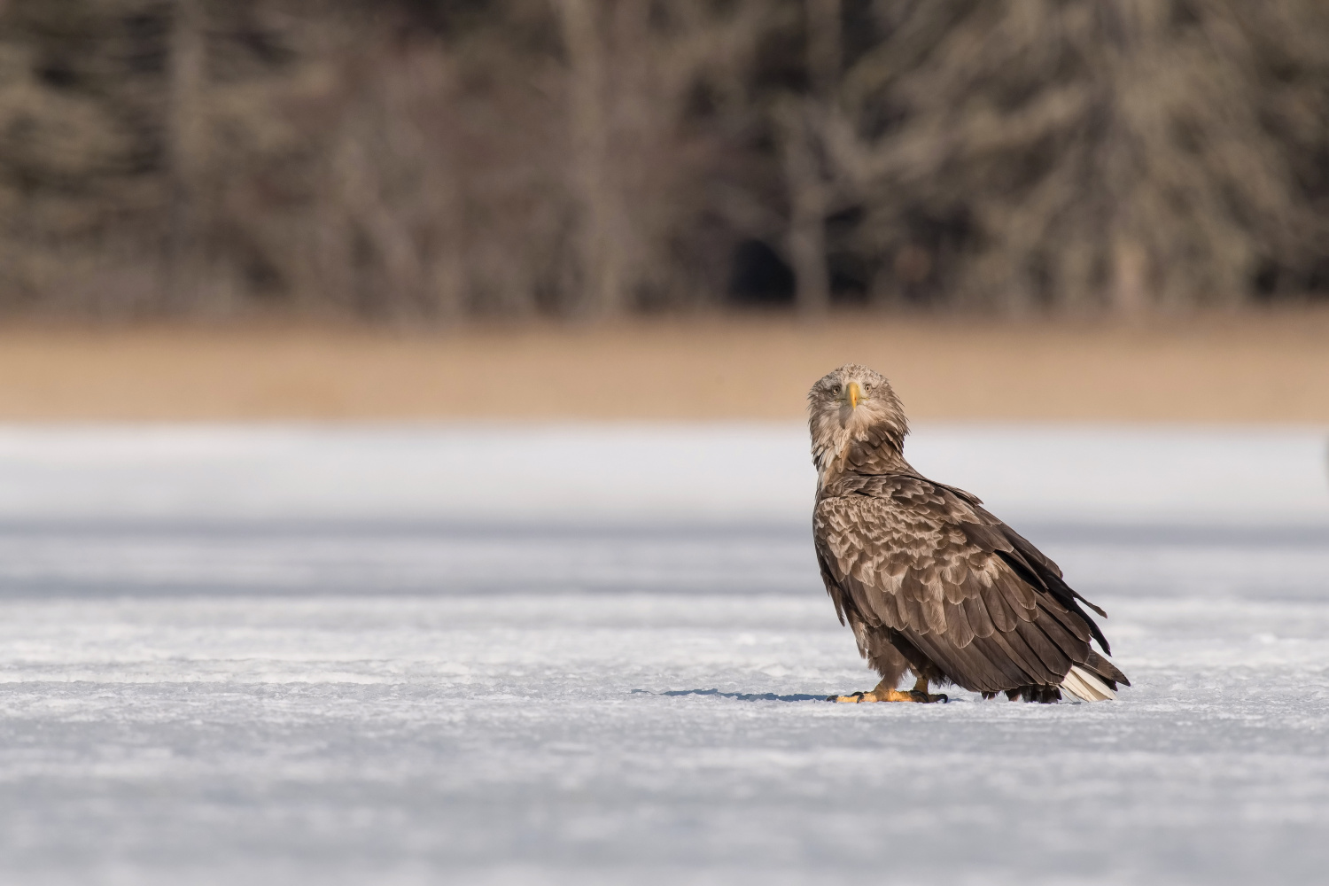 orel mořský (Haliaeetus albicilla) White-tailed eagle