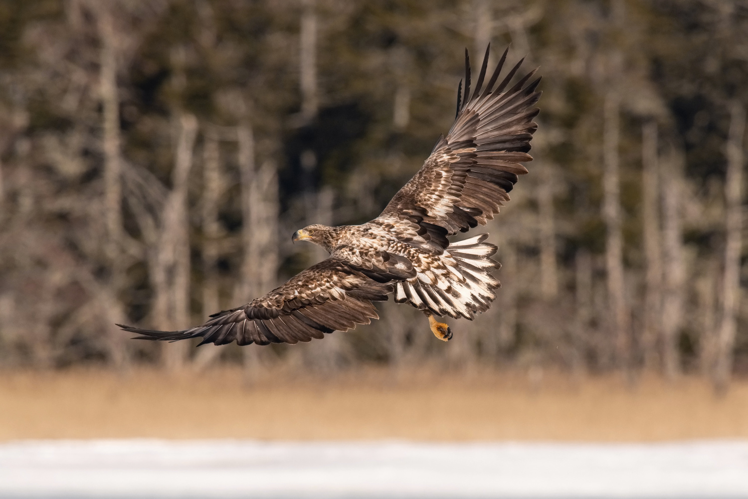 orel mořský (Haliaeetus albicilla) White-tailed eagle