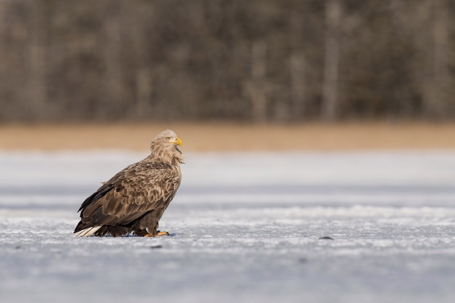 orel mořský (Haliaeetus albicilla) White-tailed eagle