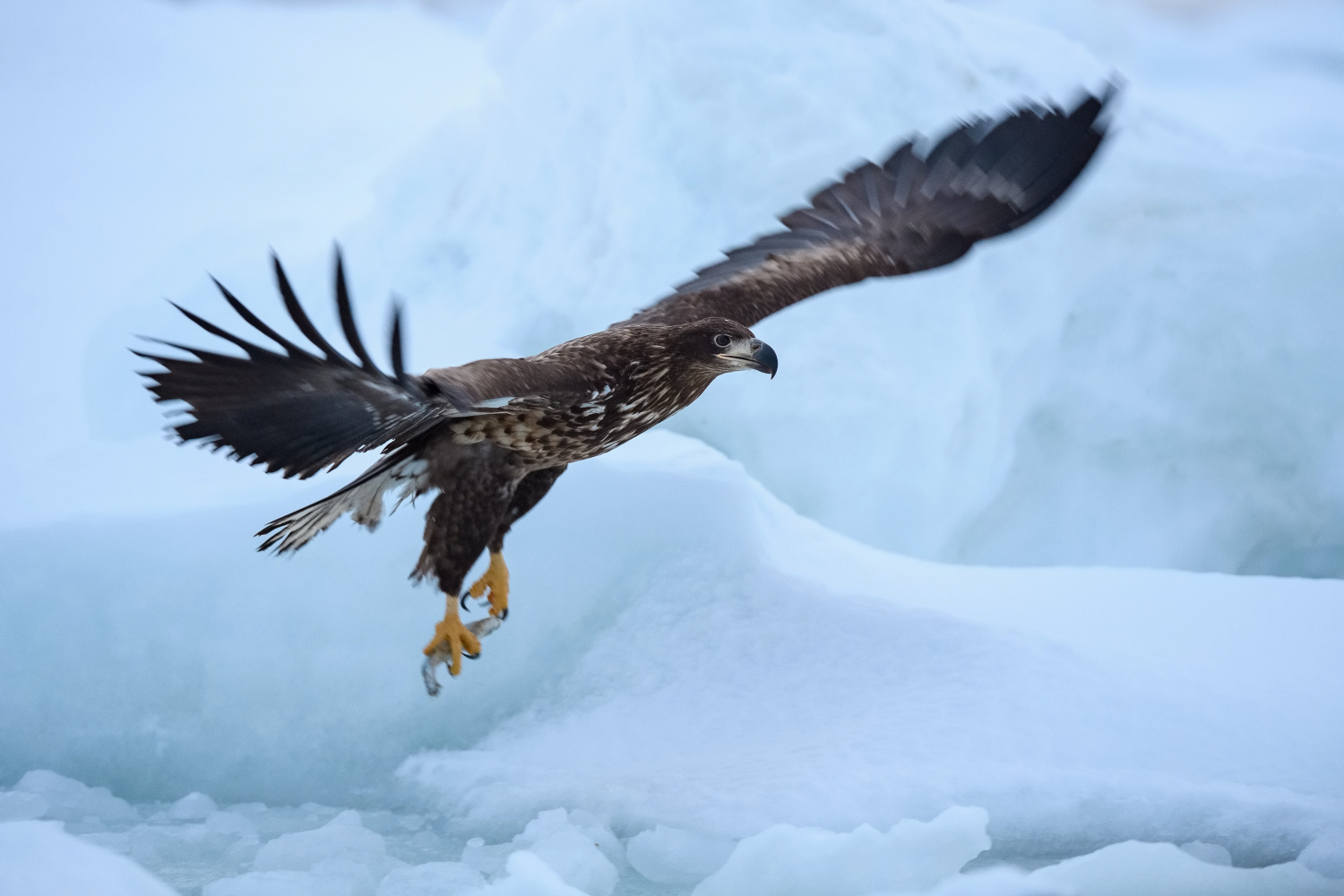 orel mořský (Haliaeetus albicilla) White-tailed eagle