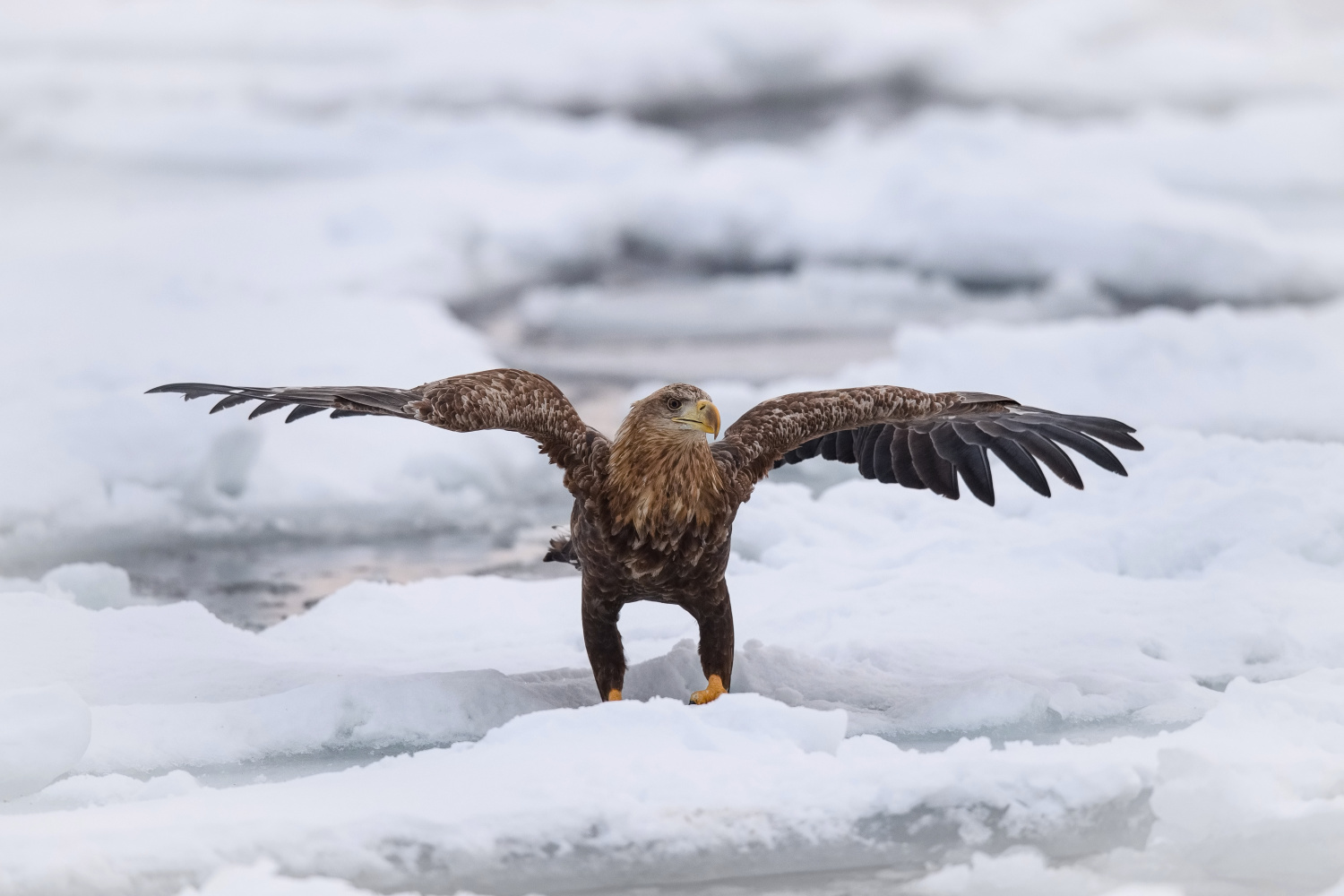 orel mořský (Haliaeetus albicilla) White-tailed eagle