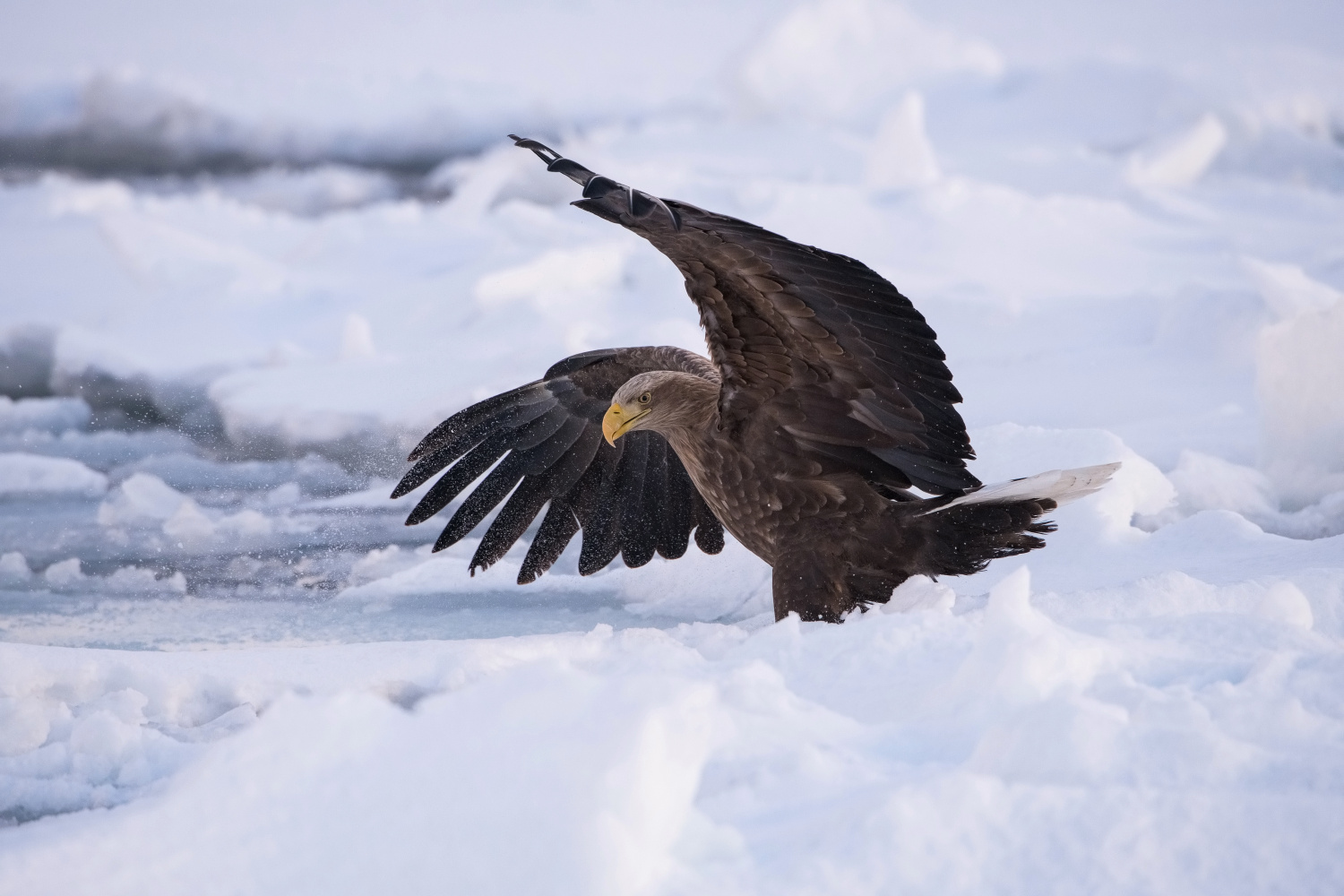 orel mořský (Haliaeetus albicilla) White-tailed eagle