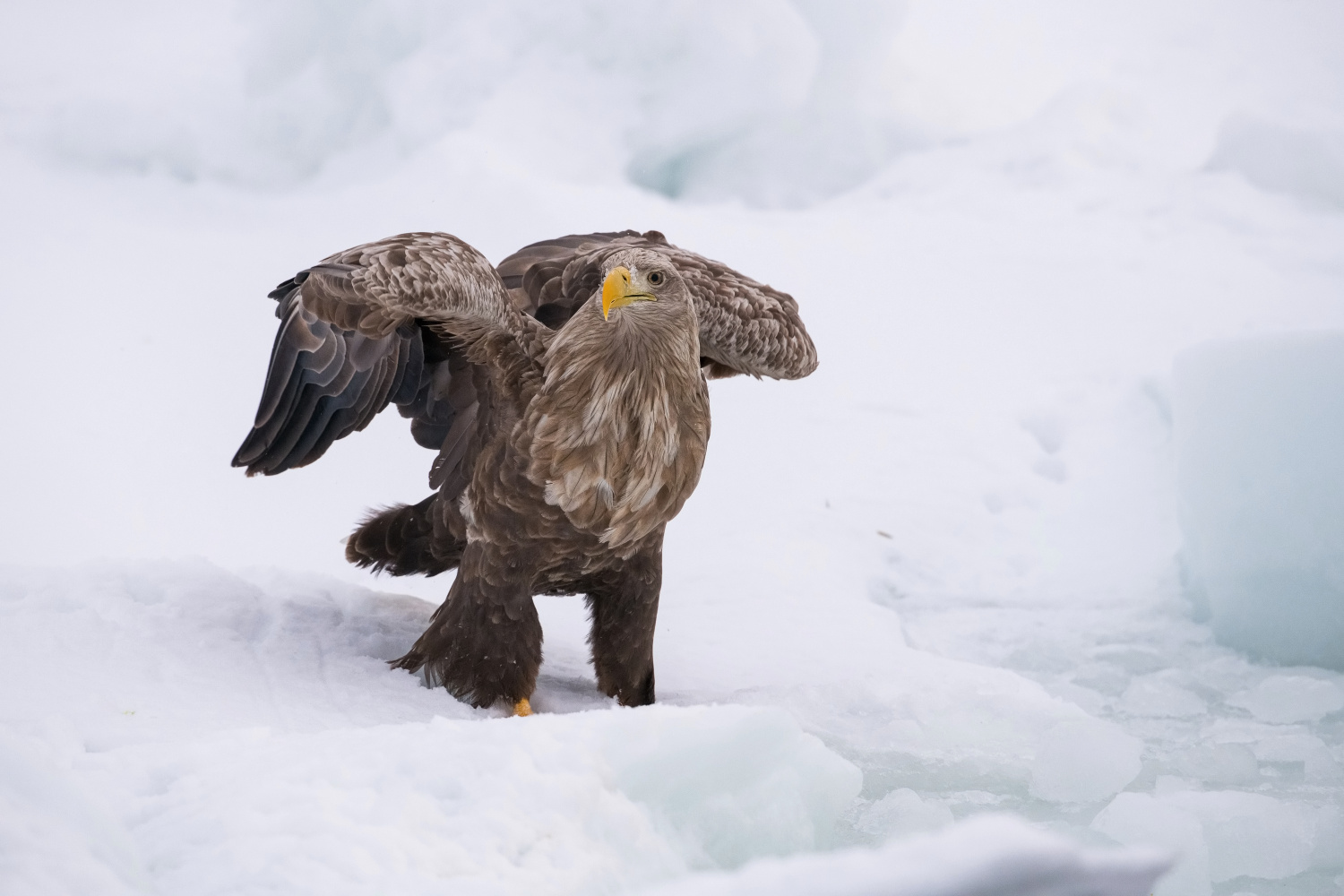 orel mořský (Haliaeetus albicilla) White-tailed eagle