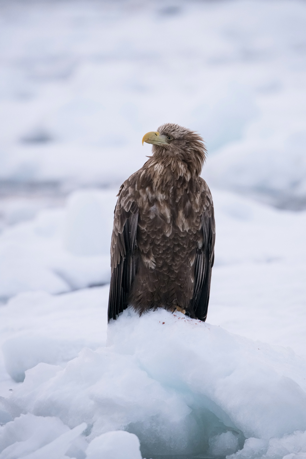 orel mořský (Haliaeetus albicilla) White-tailed eagle