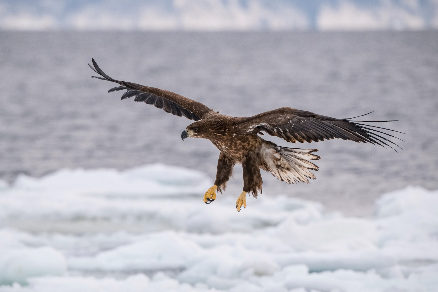 orel mořský (Haliaeetus albicilla) White-tailed eagle