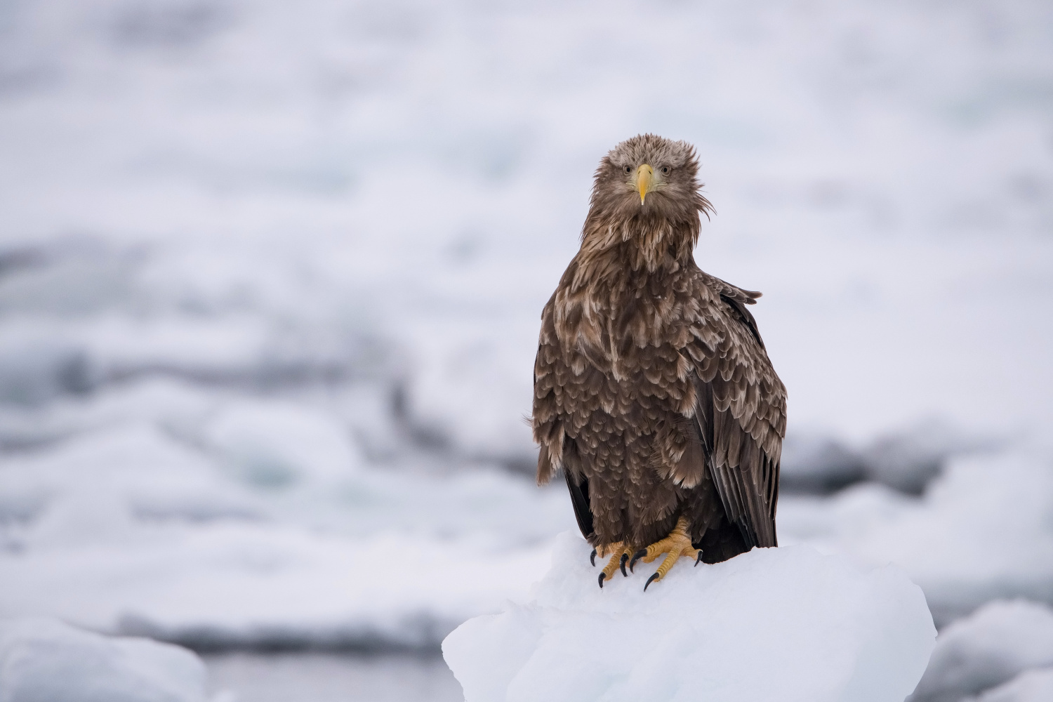 orel mořský (Haliaeetus albicilla) White-tailed eagle