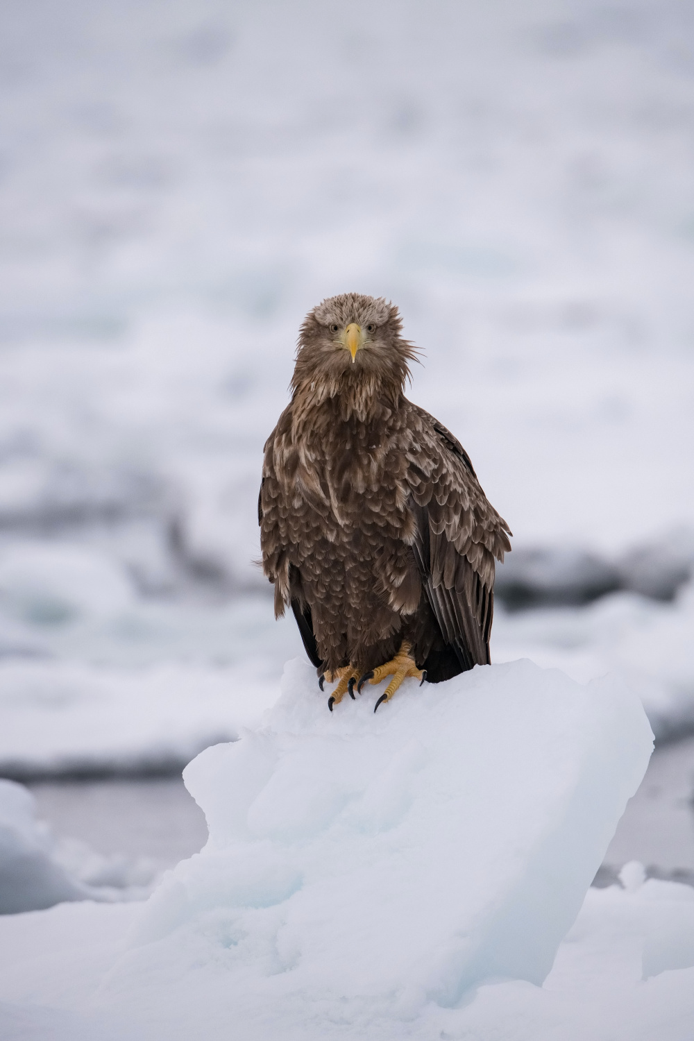 orel mořský (Haliaeetus albicilla) White-tailed eagle