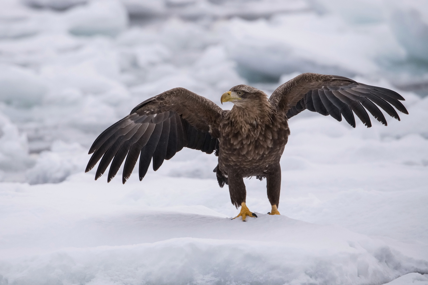 orel mořský (Haliaeetus albicilla) White-tailed eagle