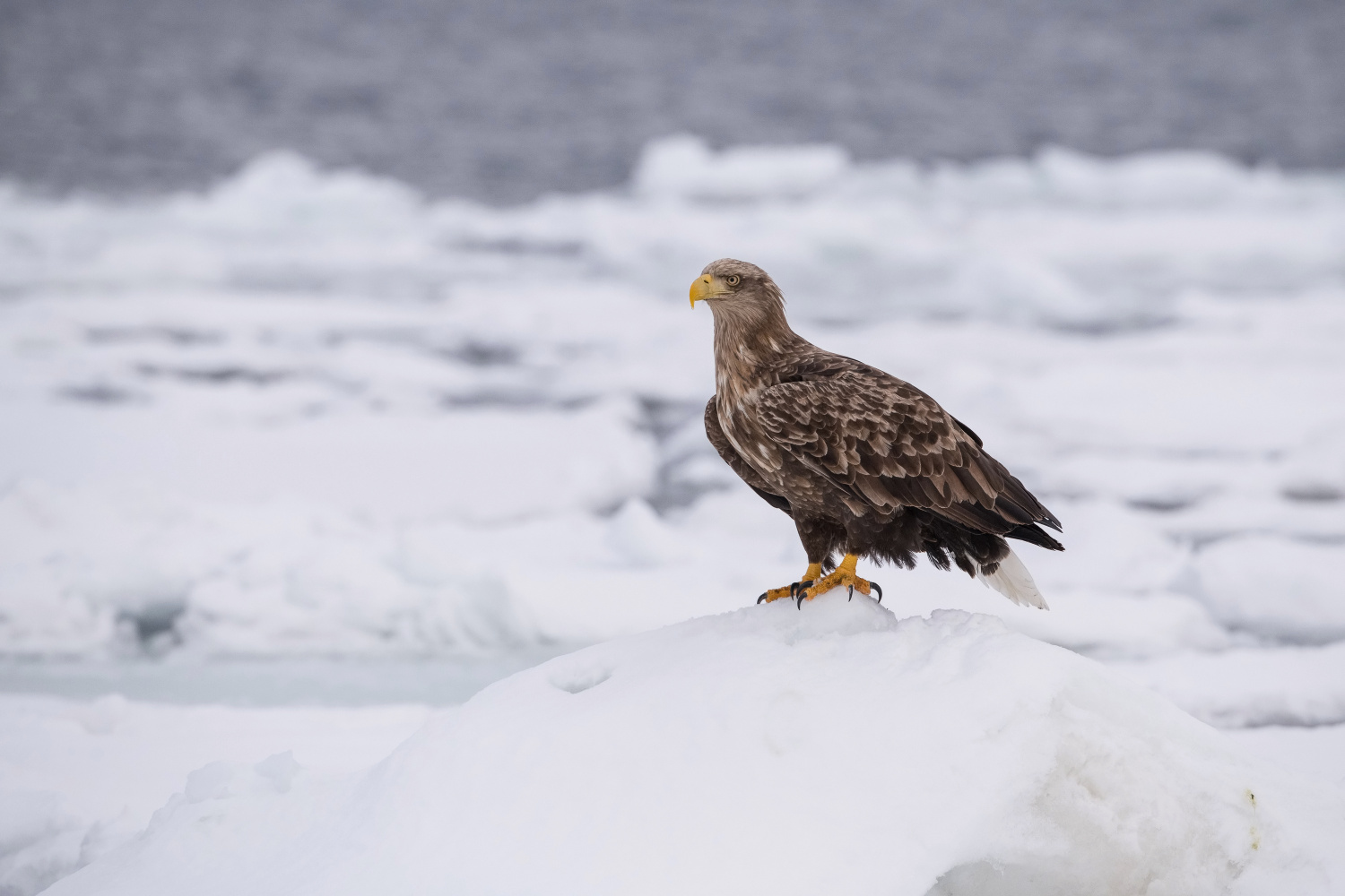 orel mořský (Haliaeetus albicilla) White-tailed eagle