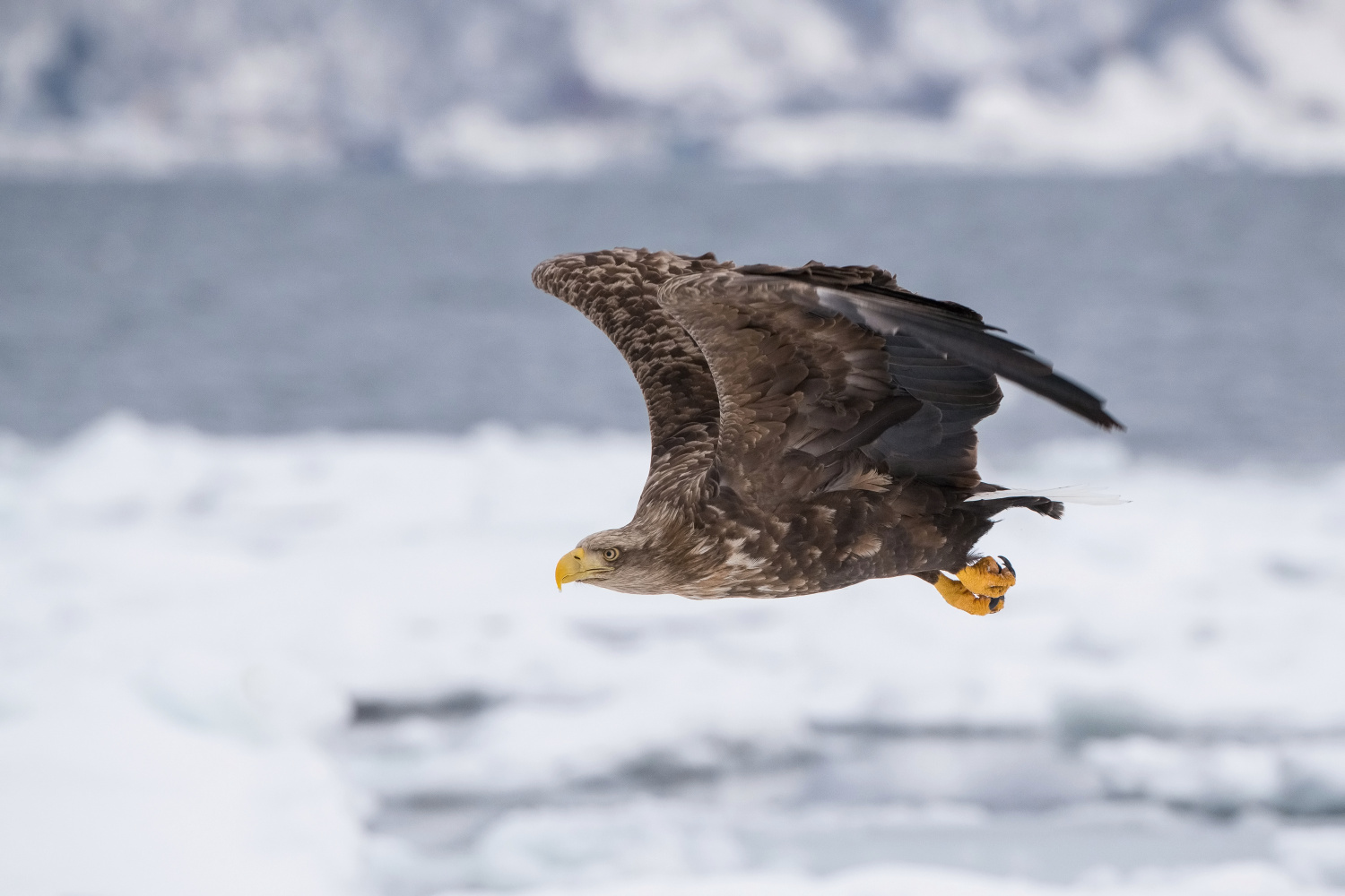 orel mořský (Haliaeetus albicilla) White-tailed eagle