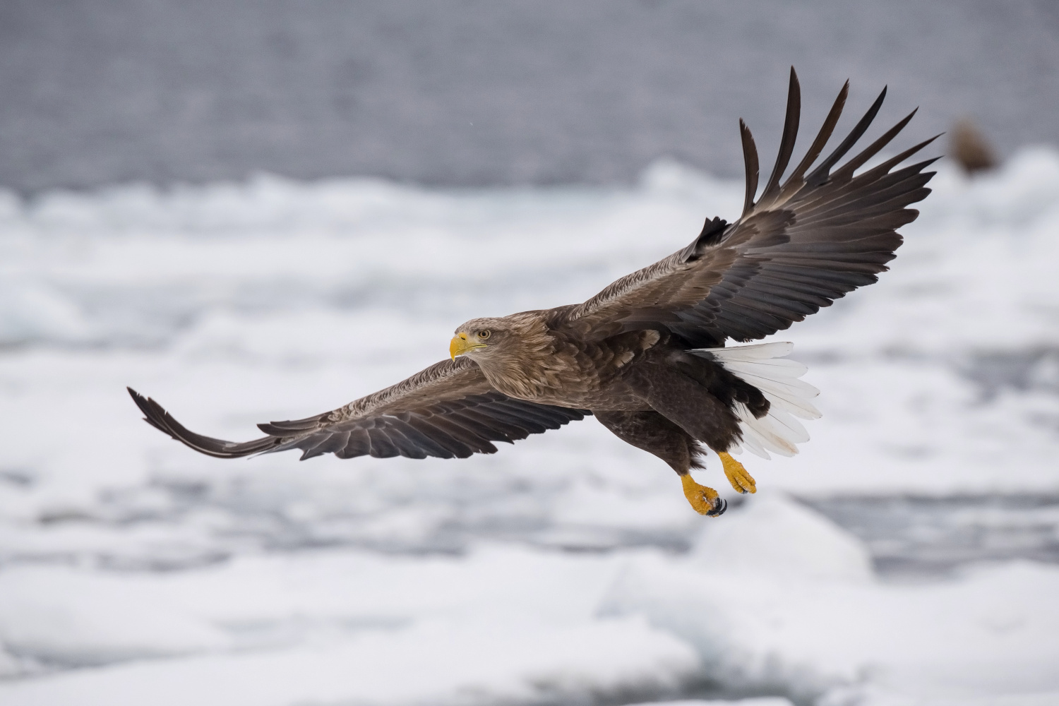 orel mořský (Haliaeetus albicilla) White-tailed eagle