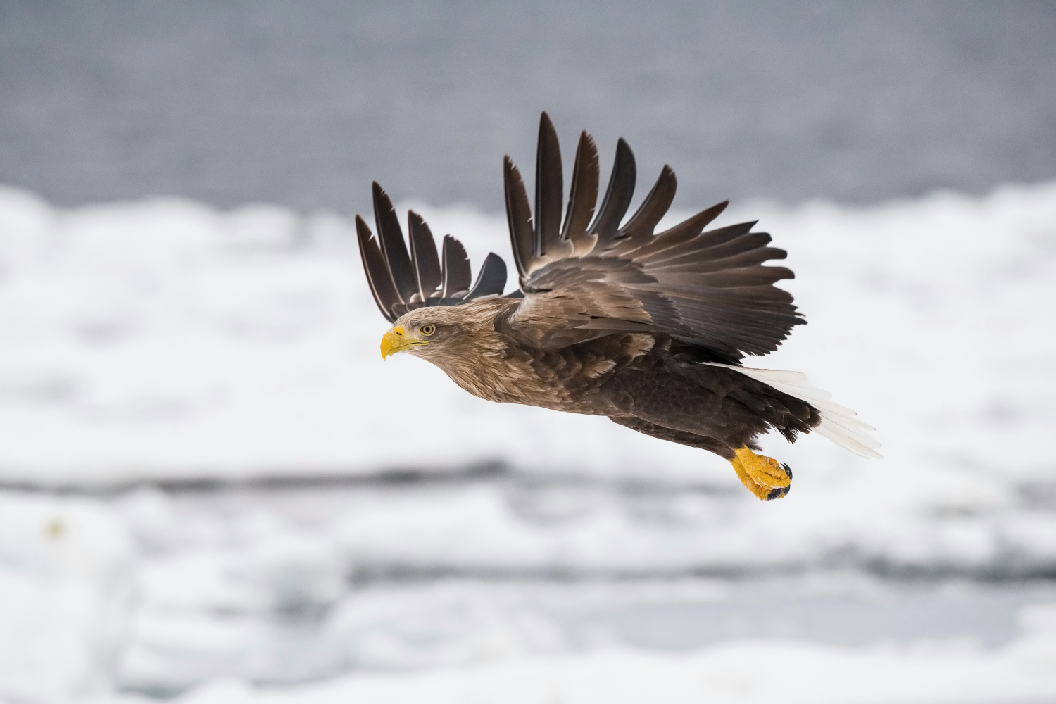 orel mořský (Haliaeetus albicilla) White-tailed eagle