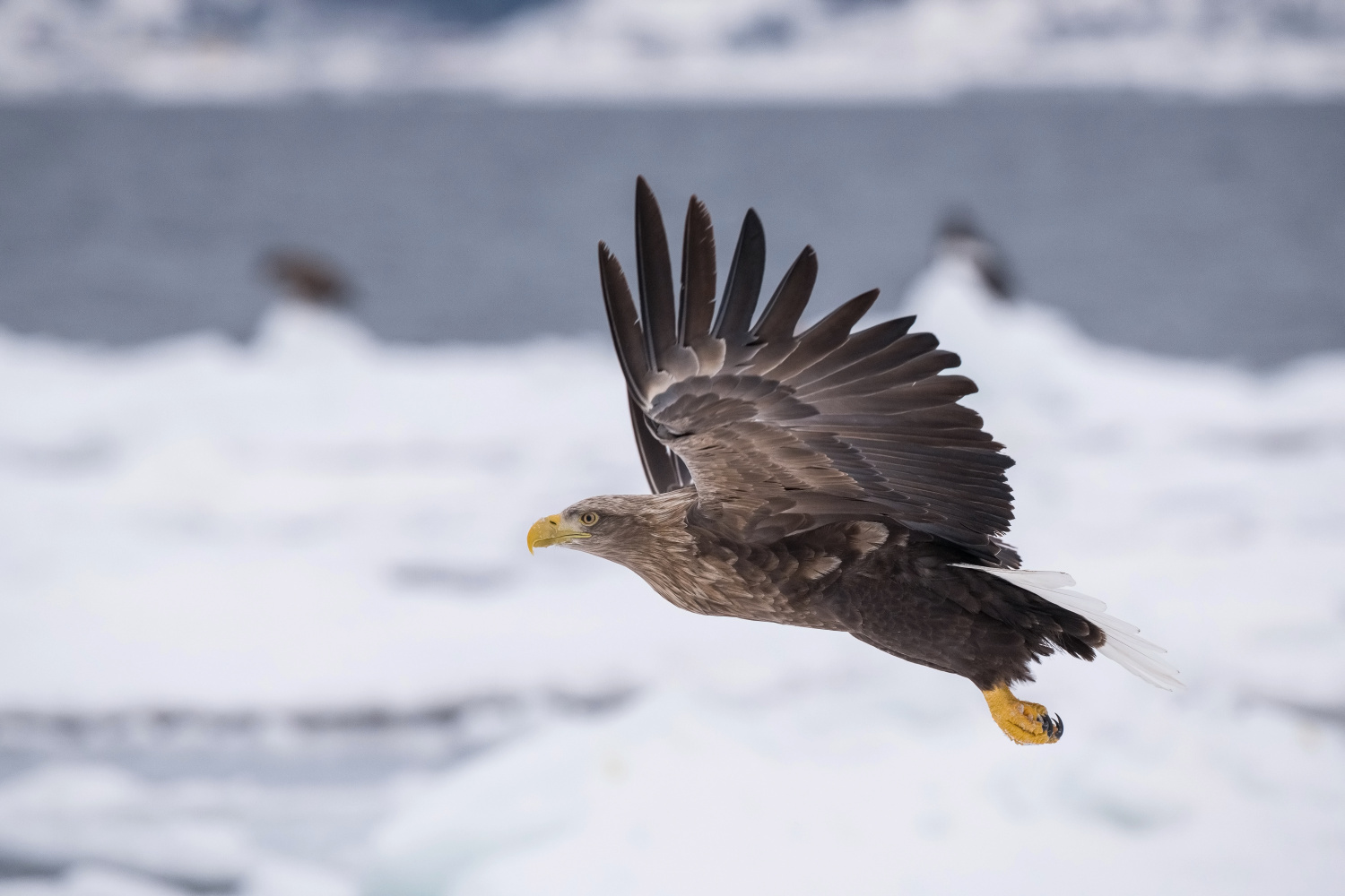 orel mořský (Haliaeetus albicilla) White-tailed eagle