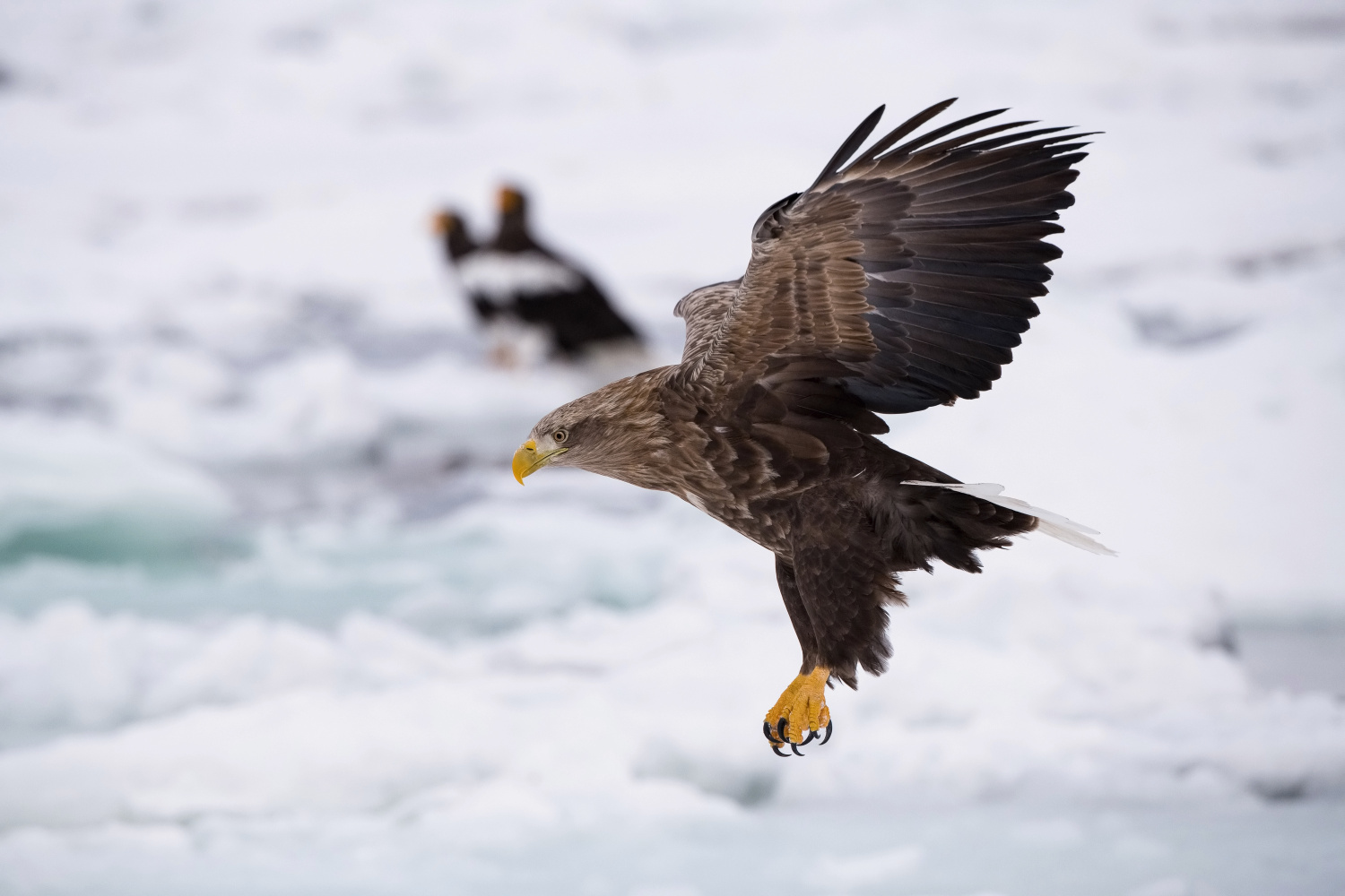 orel mořský (Haliaeetus albicilla) White-tailed eagle