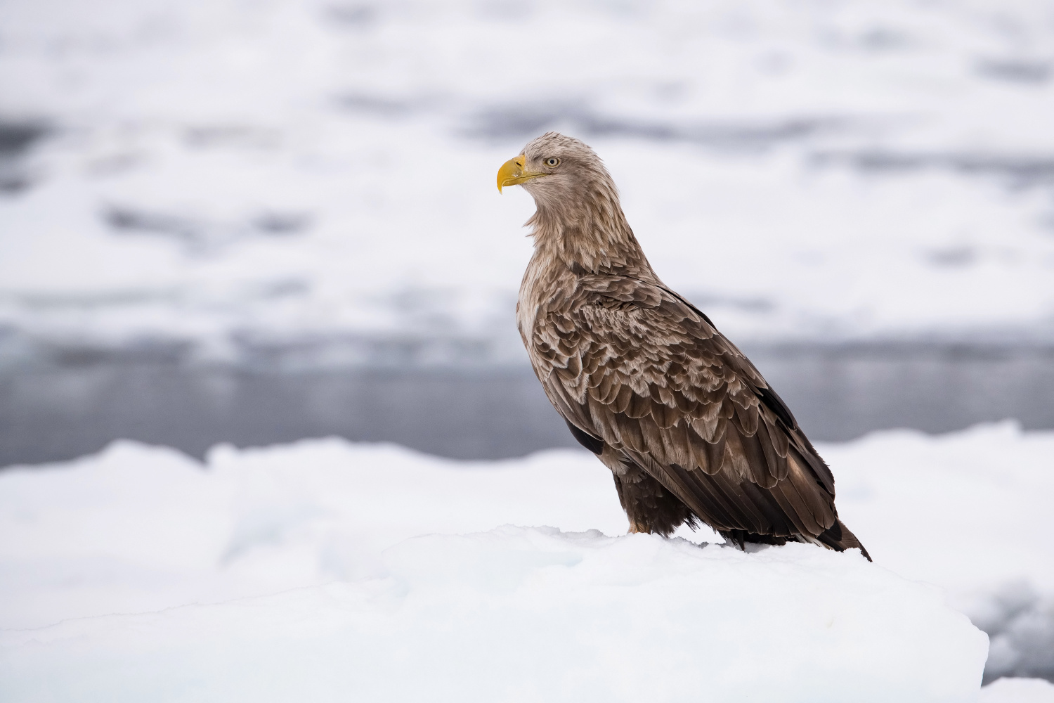 orel mořský (Haliaeetus albicilla) White-tailed eagle