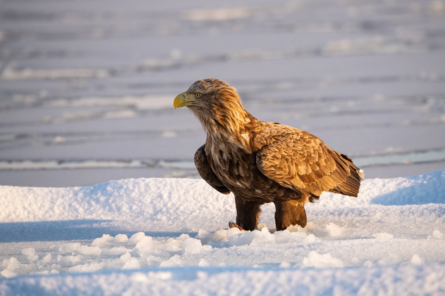 orel mořský (Haliaeetus albicilla) White-tailed eagle