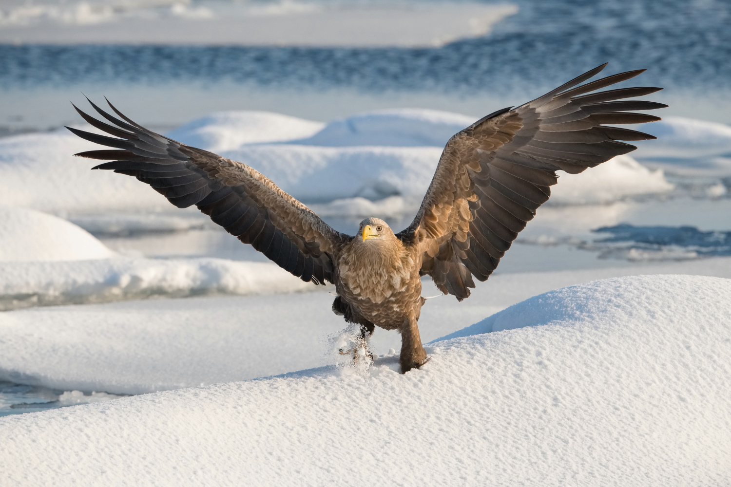 orel mořský (Haliaeetus albicilla) White-tailed eagle