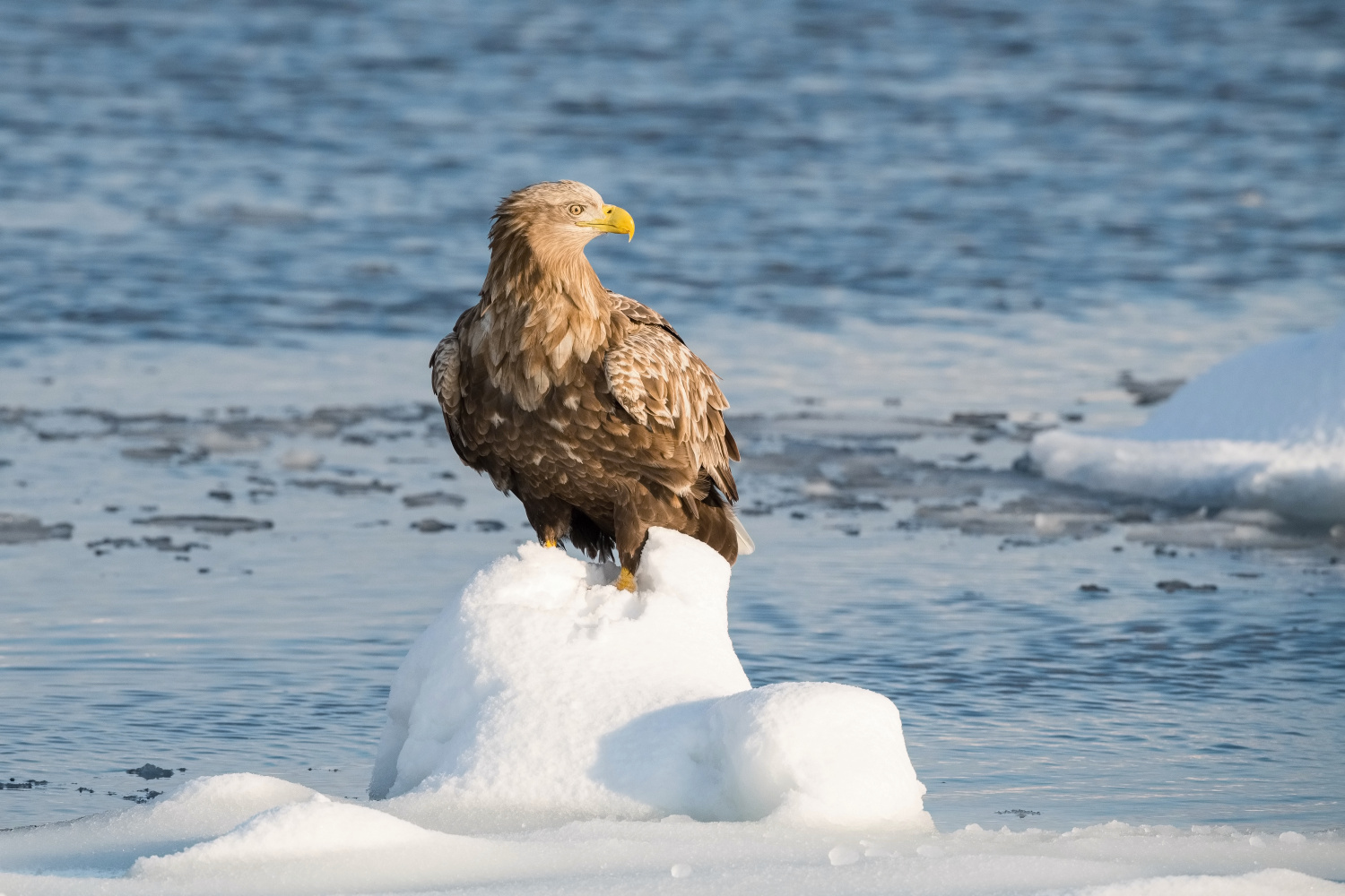 orel mořský (Haliaeetus albicilla) White-tailed eagle