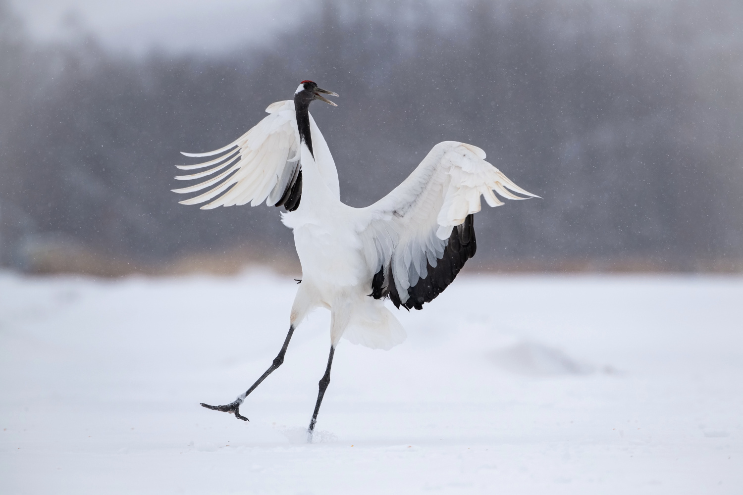 jeřáb mandžuský (Grus japonensis) Red-crowned crane