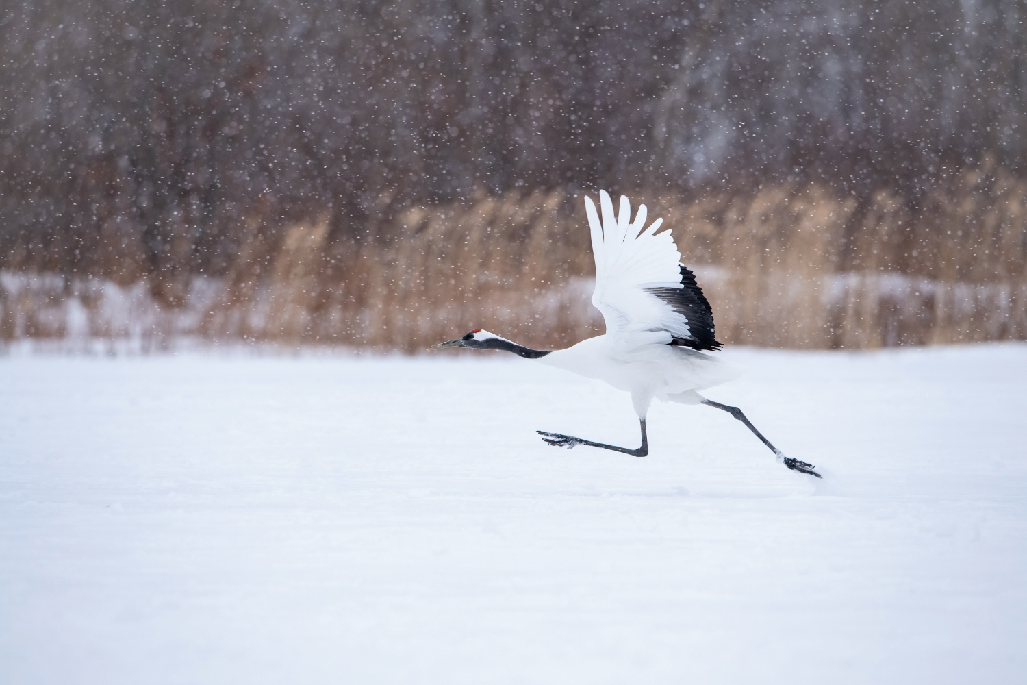 jeřáb mandžuský (Grus japonensis) Red-crowned crane