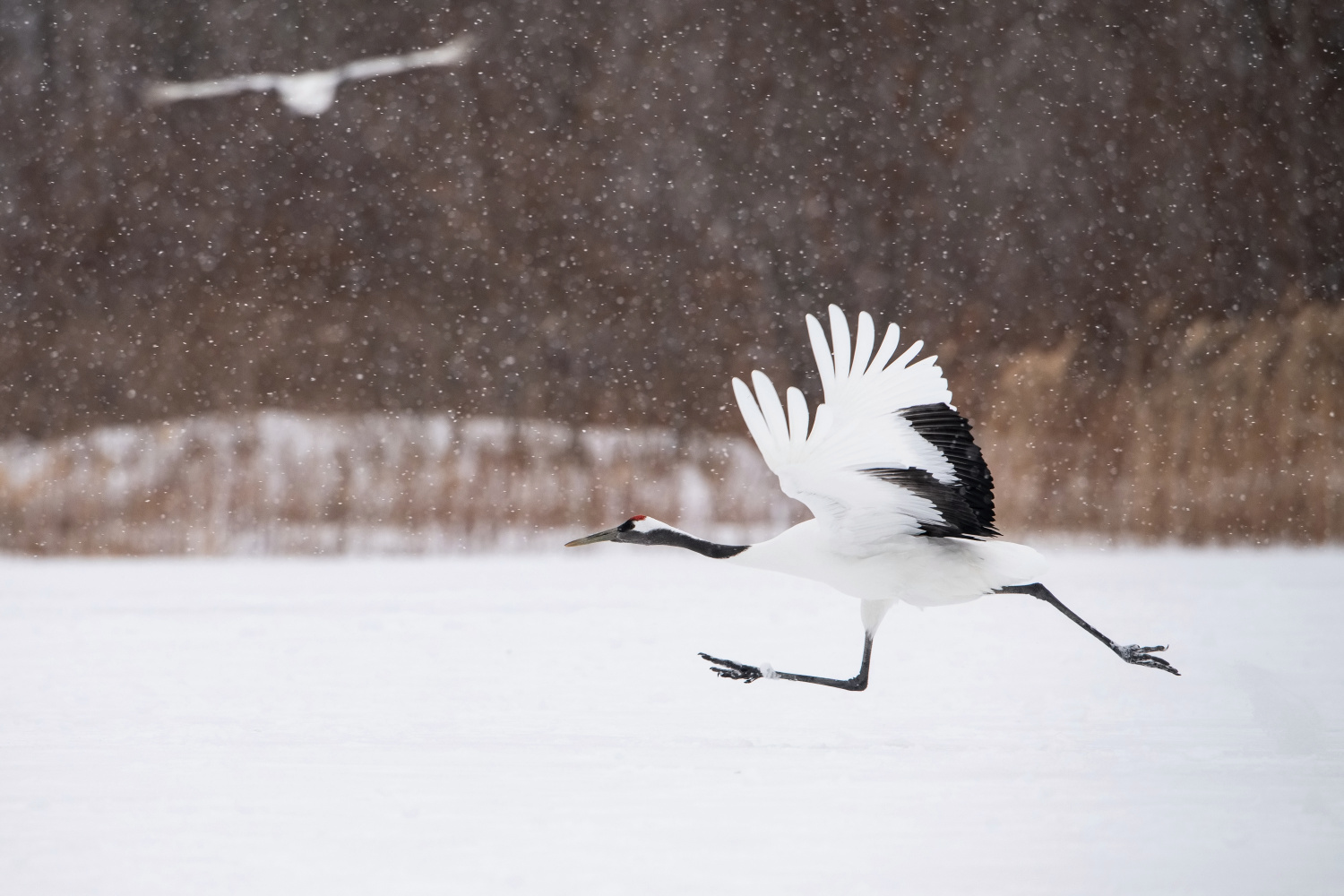 jeřáb mandžuský (Grus japonensis) Red-crowned crane