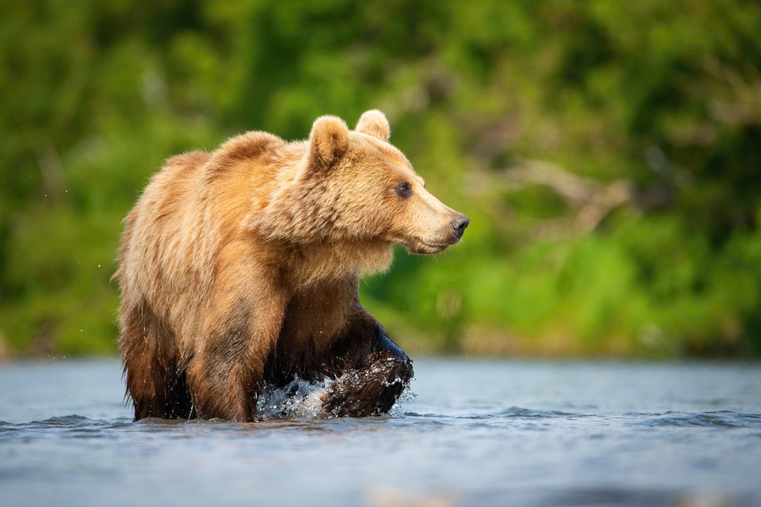 medvěd hnědý kamčatský (Ursus arctos beringianus) Kamchatka brown bear