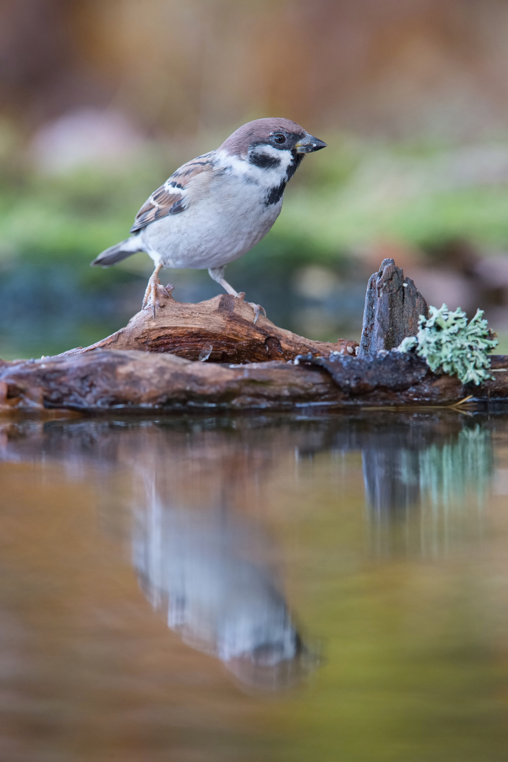 vrabec polní (Passer montanus) Eurasian tree sparrow