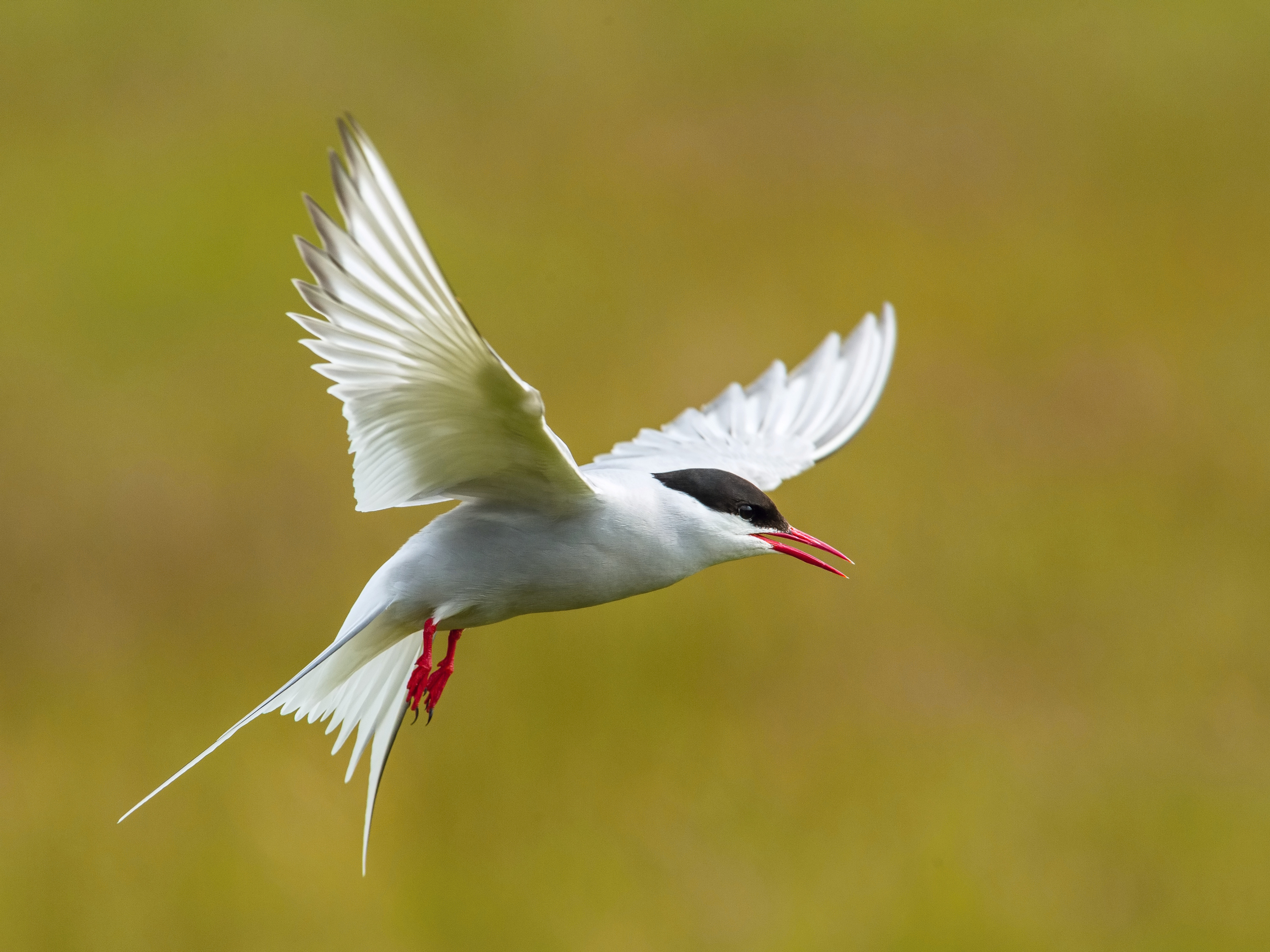 rybák dlouhoocasý (Sterna paradisaea) Arctic tern