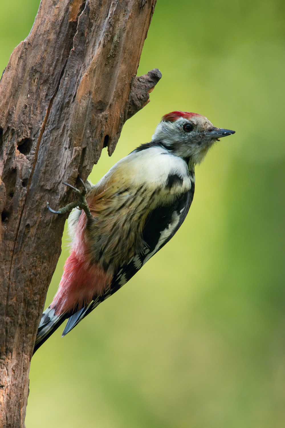 strakapoud prostřední (Dendrocopos medius) Middle spotted woodpecker