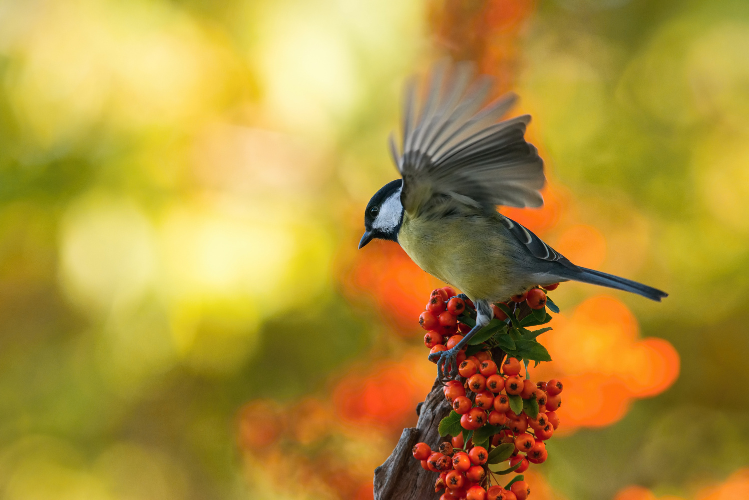 sýkora koňadra (Parus major) Great tit