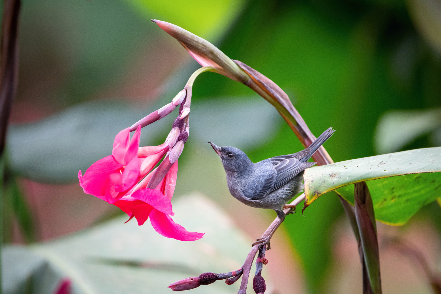 háčkozobec pacifický (Diglossa plumbea) Slaty flowerpiercer