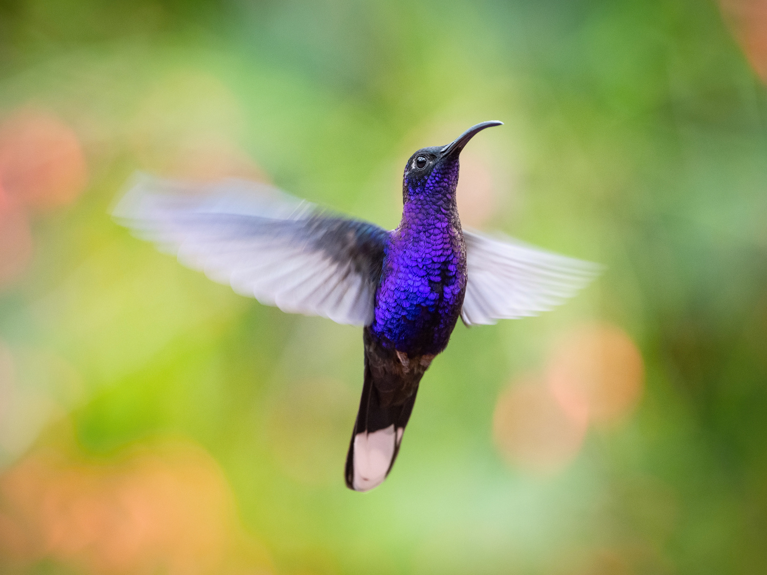 kolibřík fialkový (Campylopterus hemileucurus) Violet sabrewing