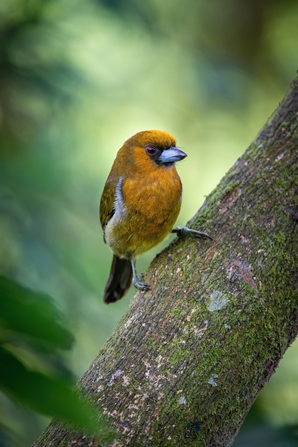 vousák zejkozobý (Semnornis frantzii) Prong-billed barbet