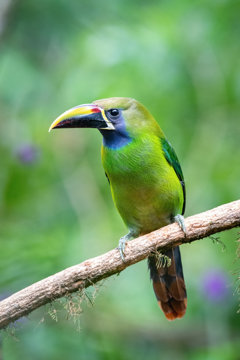 arassari smaragdový (Aulacorhynchus prasinus) Emerald toucanet